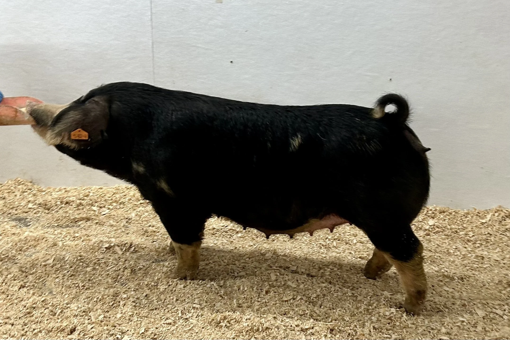 S42-4 - Limitless x Aint Broke. Gilt. Due 1/3/26 to Just a Dream. | $2000