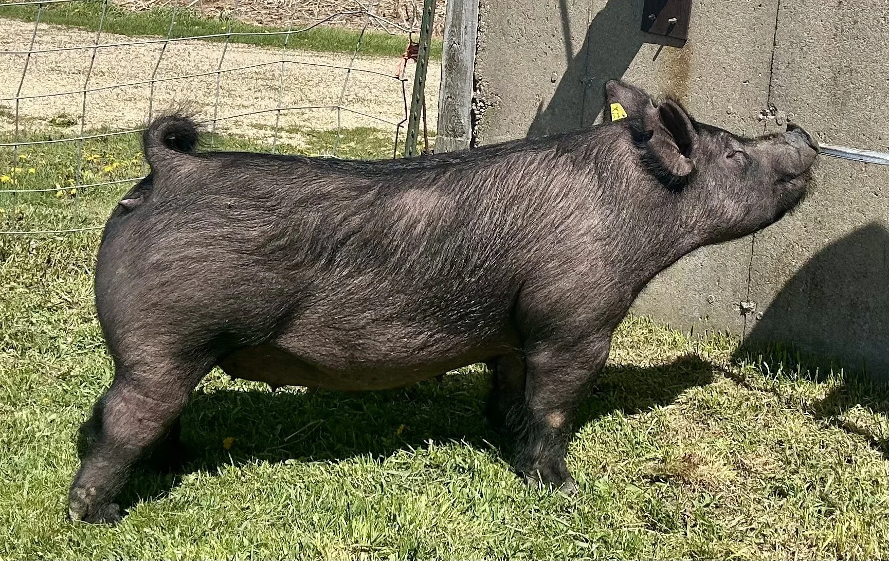 X 12-2, Due: 7/20/26, Bred to: NLU 6-2, Pedigree: Hold On x Cowboy Poker, Parity: 0 | $2,000	