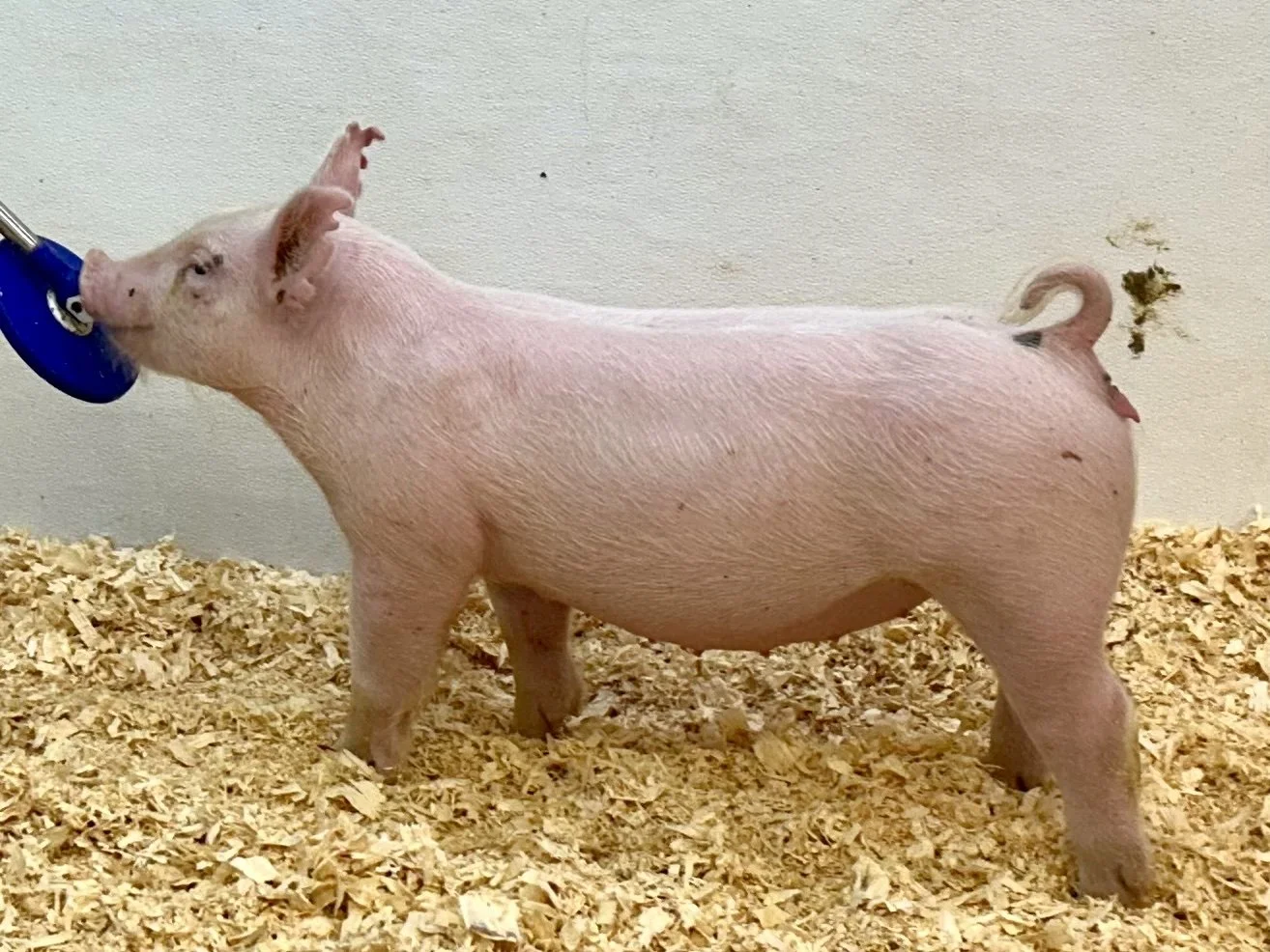 X26-8 Gilt | Born: 6/4/26, Caught Nappin x I'm Him x Golden Ticket	Cross | $600