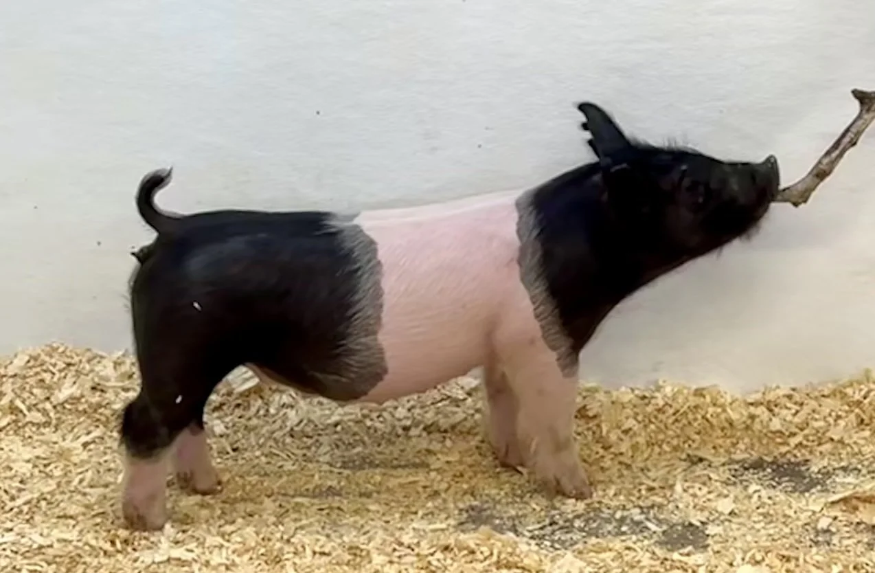 X22-6 Gilt | Born: 6/4/26, Pedigree: Money In Hand x Tricked Out x Never Before | $600