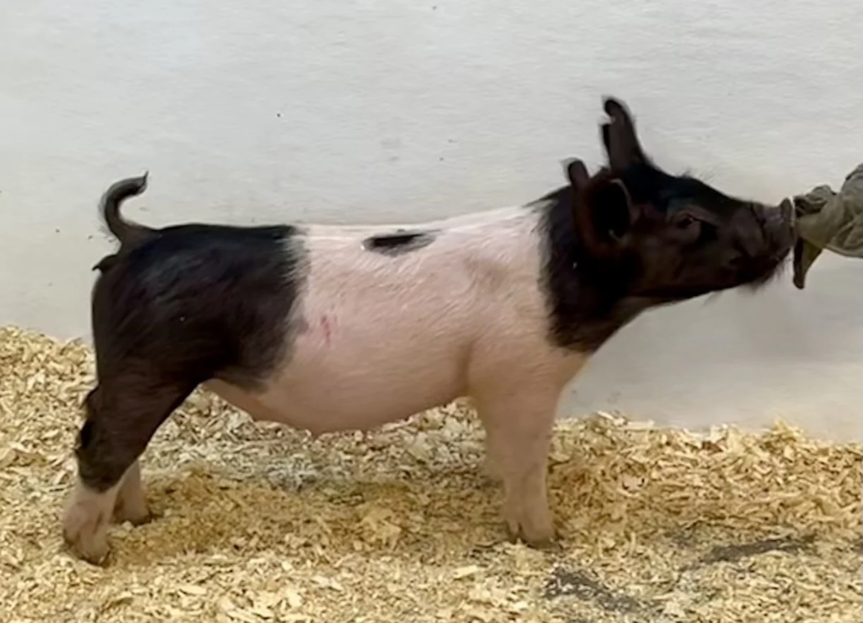 X18-4 Gilt | Born: 6/2/26, Pedigree: Stranglehold x My Intention 24-6 x Cowboy Poker | $600