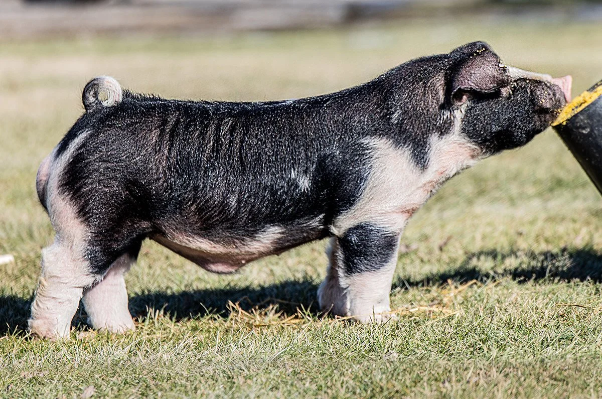 Raven - Southern Gold Sires