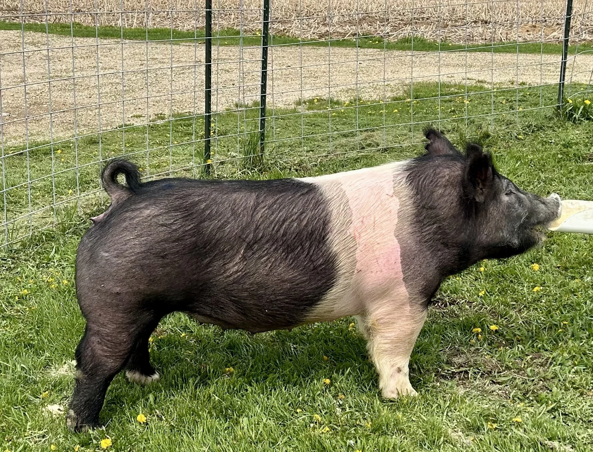 X 10-8, Due: 7/19/26, Bred to: NLU 6-2, Pedigree: Jokes on You x Unleashed, Parity: 0	| $2,000	