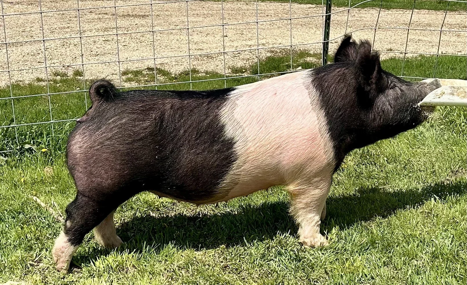 X 10-9, Due: 7/5/26, Bred to: Alibi 1-2, Pedigree: Jokes on You x Unleashed, Parity: 0 | $2,000