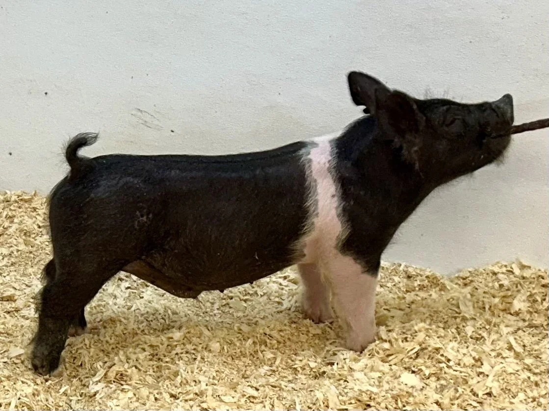 X11-2 Barrow | Born: 6/1/26, Pedigree: Stranglehold x Pay per View x Anonymous	Cross | $400