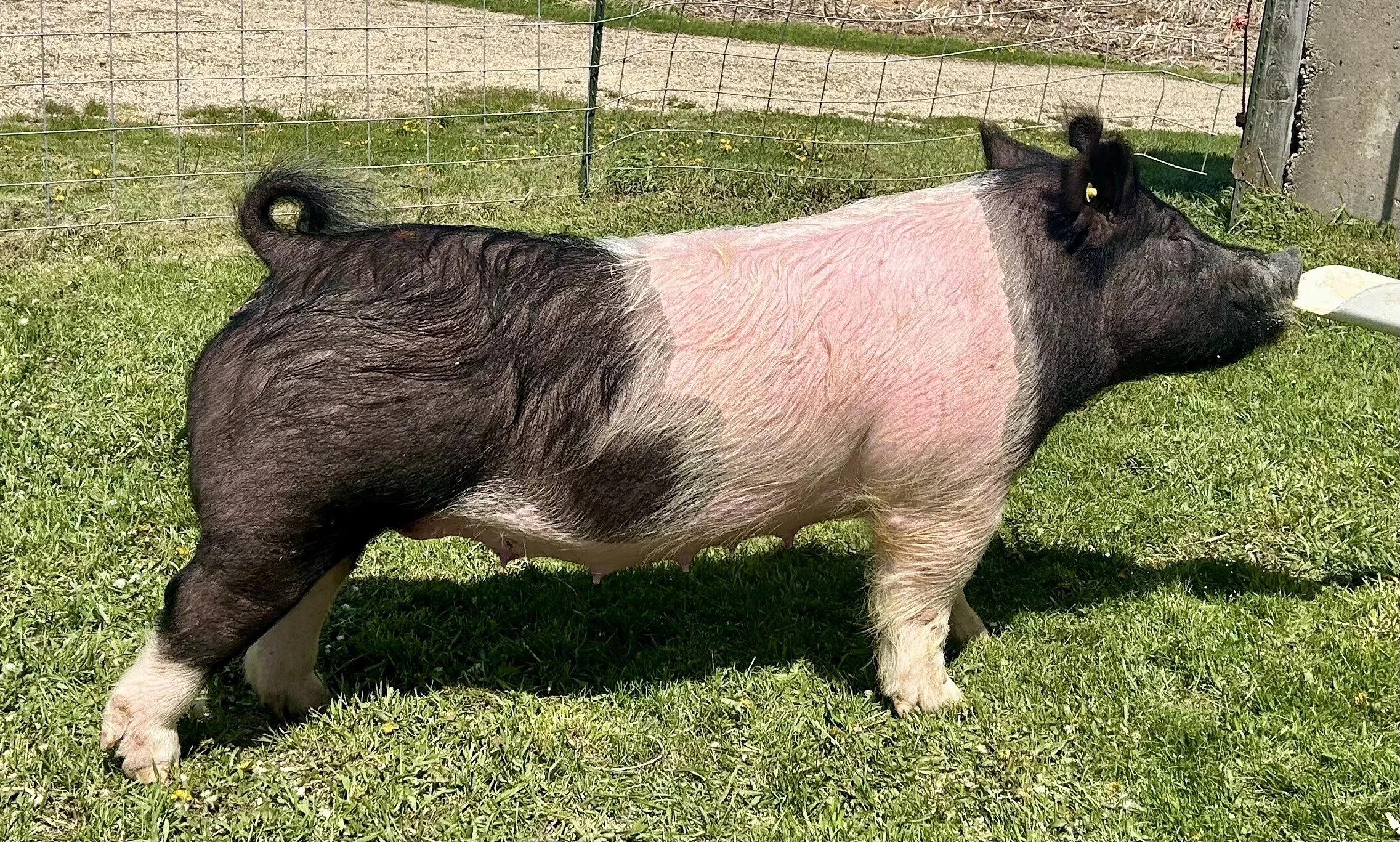 X 14-1A, Due: 7/20/26, Bred to: NLU 6-2, Pedigree: Tricked Out x Cowboy Poker, Parity: 2 | $2,500