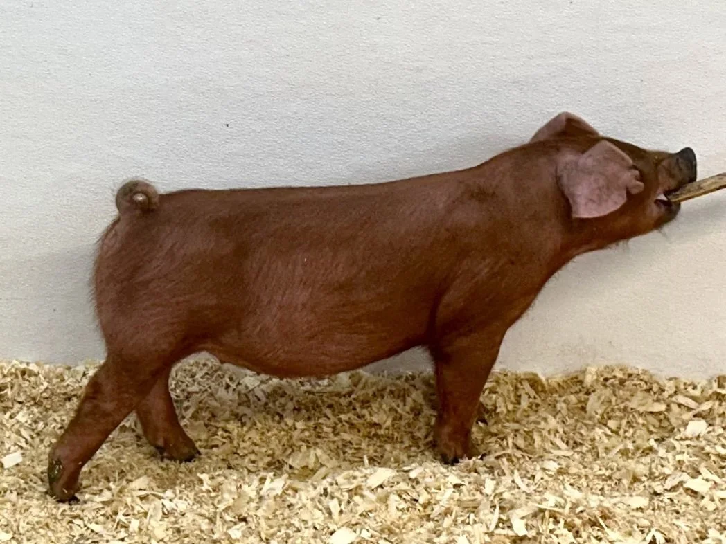 D21-3 Gilt | Born: 6/2/26, Pedigree: Shredder x No More Tears x WTX 312 | $600