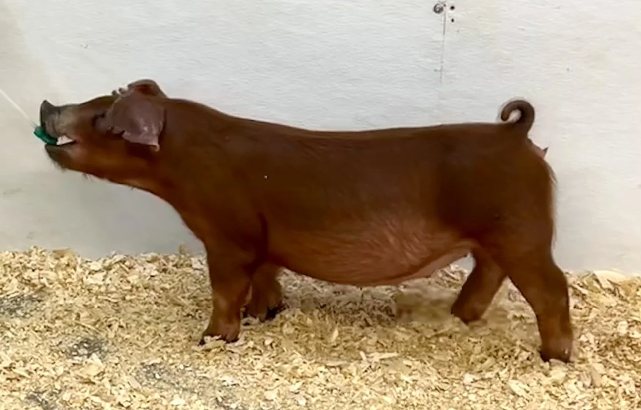 D21-6 Gilt | Born: 6/2/26, Pedigree: Shredder x No More Tears x WTX 312 | $600