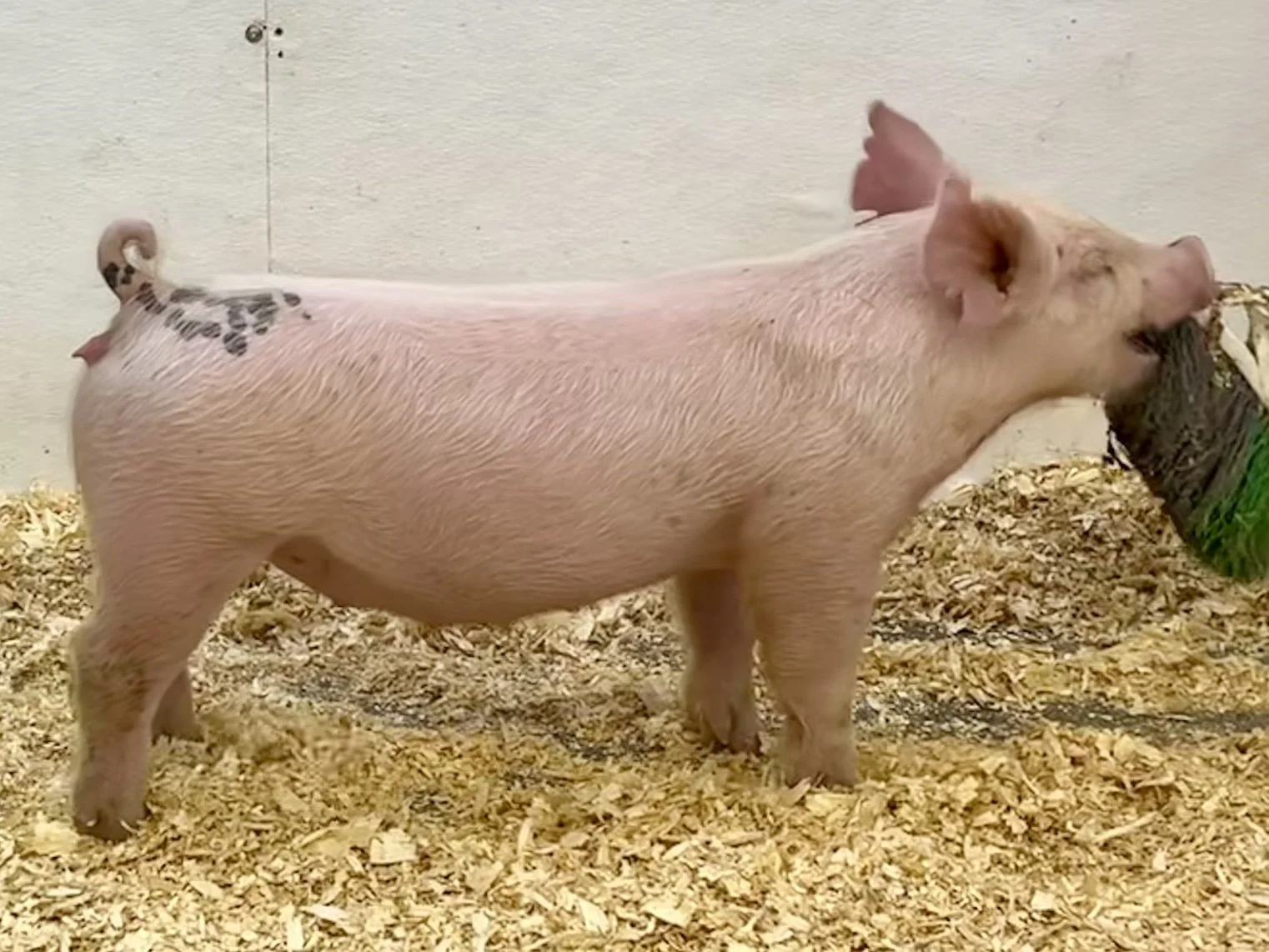 X11-7 Gilt | Born: 6/1/26, Pedigree: Stranglehold x Pay per View x Anonymous | $600