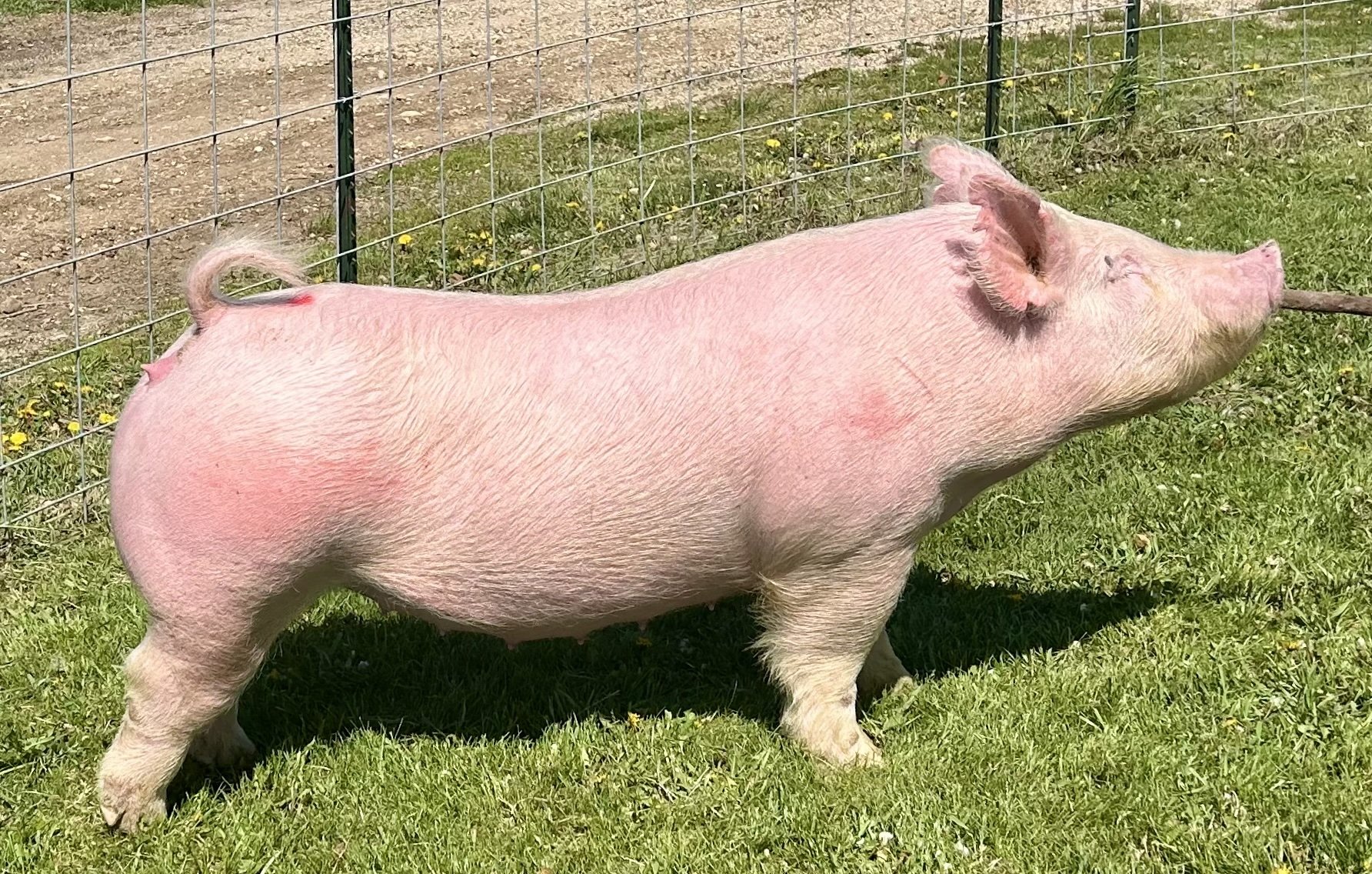 X 34-4, Due: 7/21/26, Bred to: Alibi 1-2, Pedigree: No-No x Rollo, Parity: 0 | $2,000	