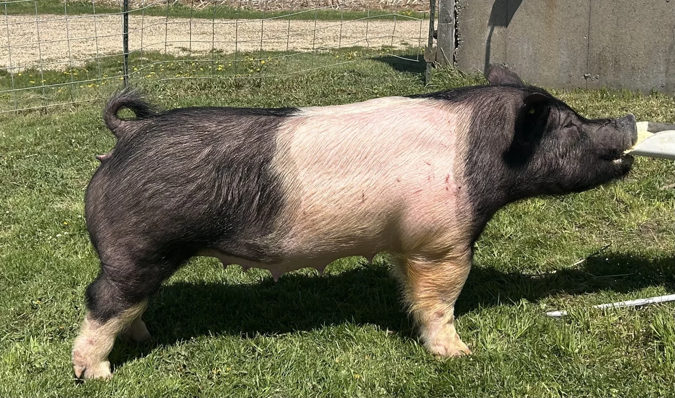 X 31-4, Due: 7/20/26, Bred to: Alibi 1-2, Pedigree: Rizzed Up x Anonymous, Parity: 1 | $2,000