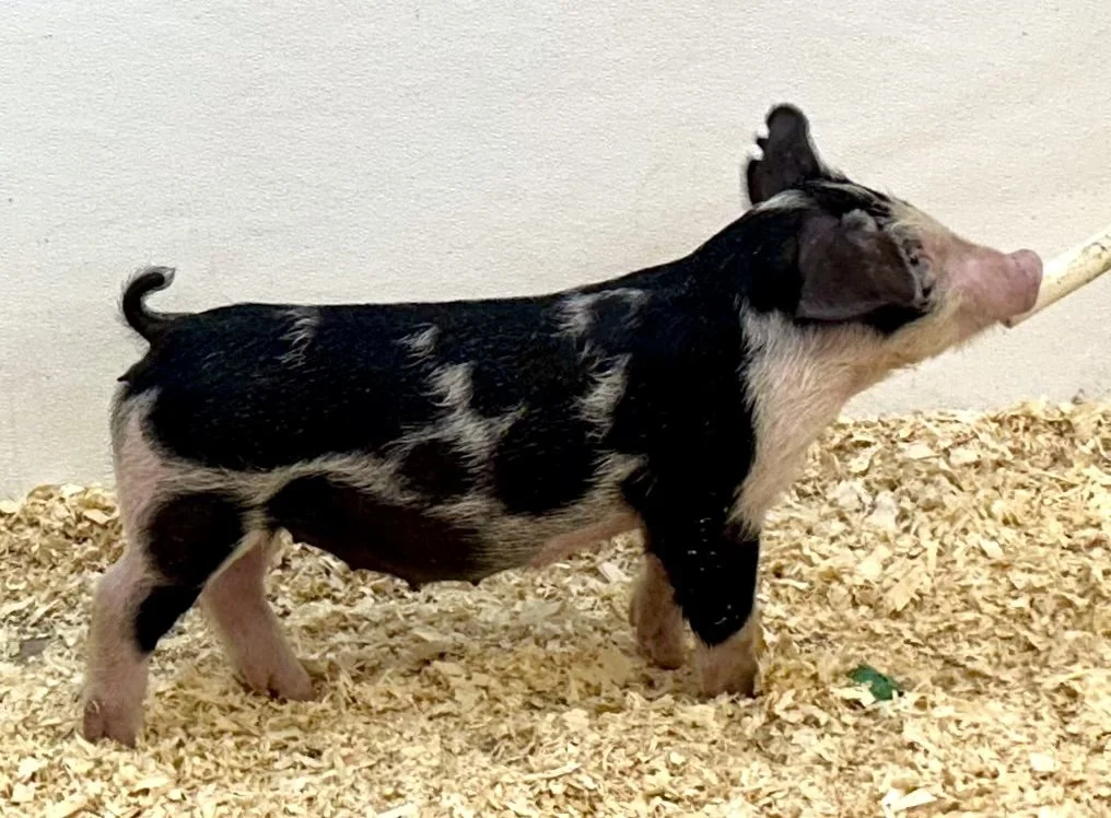 S27-6 Gilt | Born: 6/4/26, Pedigree: Raven x Limitless x Ain't Broke | $600