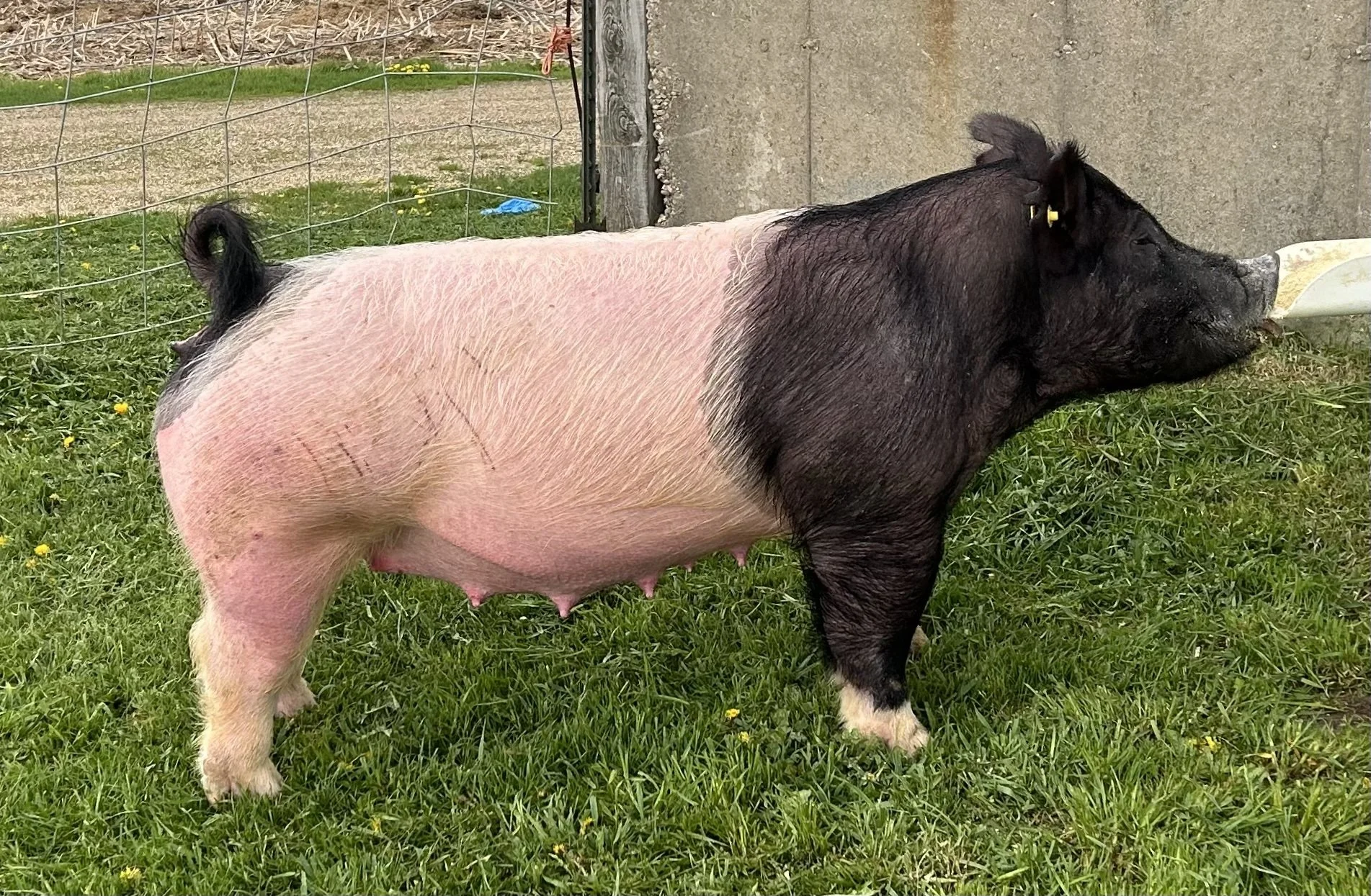 X 15-6, Due: 7/19/26, Bred to: NLU 6-2, Pedigree: Tricked Out x Anonymous, Parity: 1	| $2,000	
