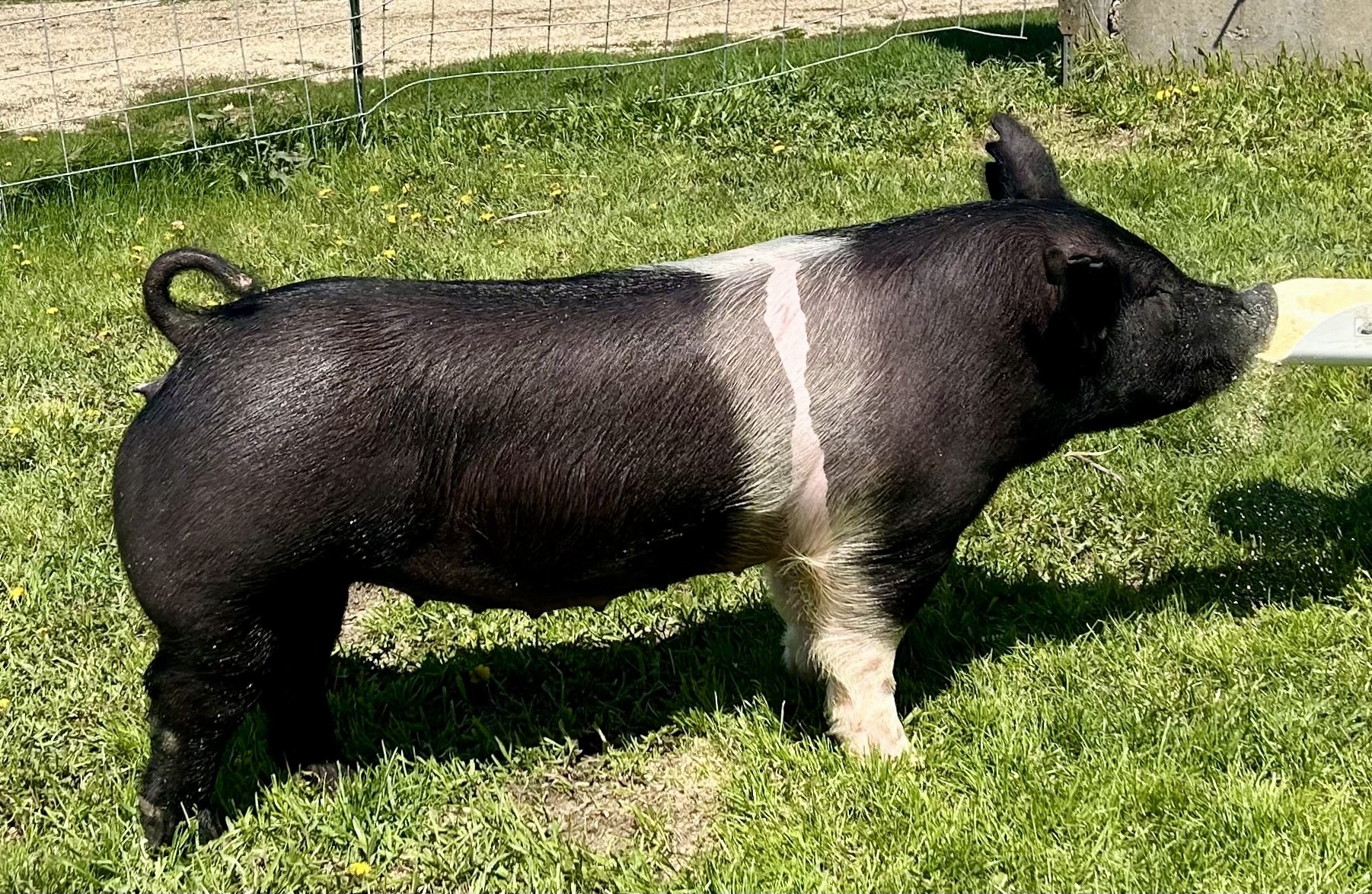 X 23-7, Due: 7/1/26, Bred to: Casanova, Pedigree: My Intention 24-6 x Pay per View, Parity: 0 | $2,000	