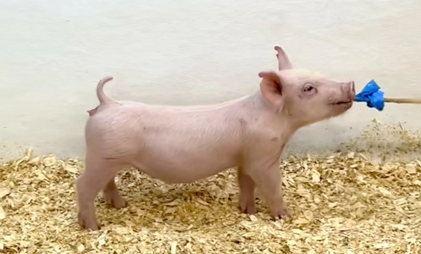 Y30-5 Gilt | Born: 6/4/26, Pedigree: Jackhammer x Hit Em Up x 7-2 | $600