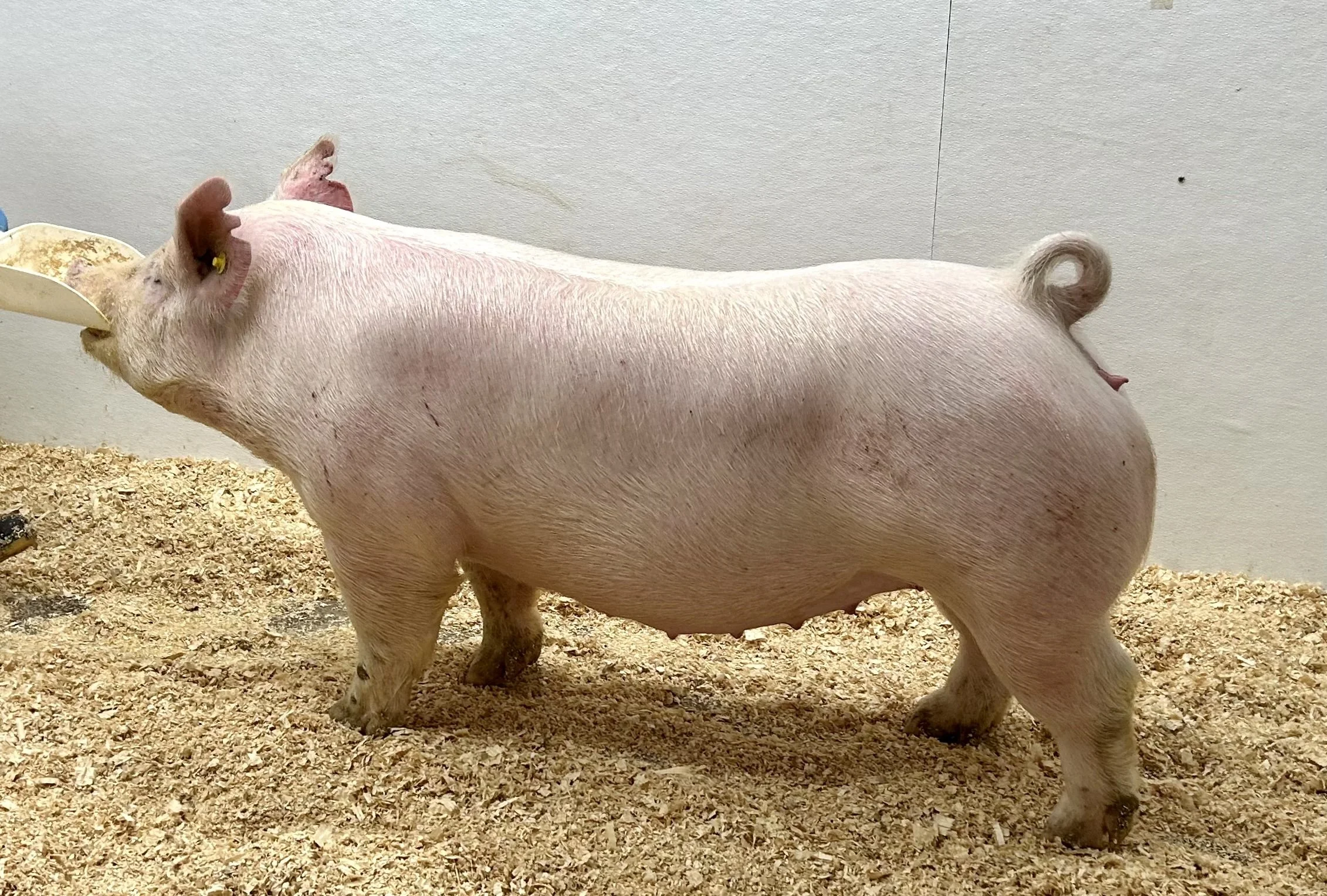 ***SOLD*** X 33-6 Gilt | My Intentions x Walks Alone | Due 1/2/26 to Poke the Bear at Showtime Sires. | $2000