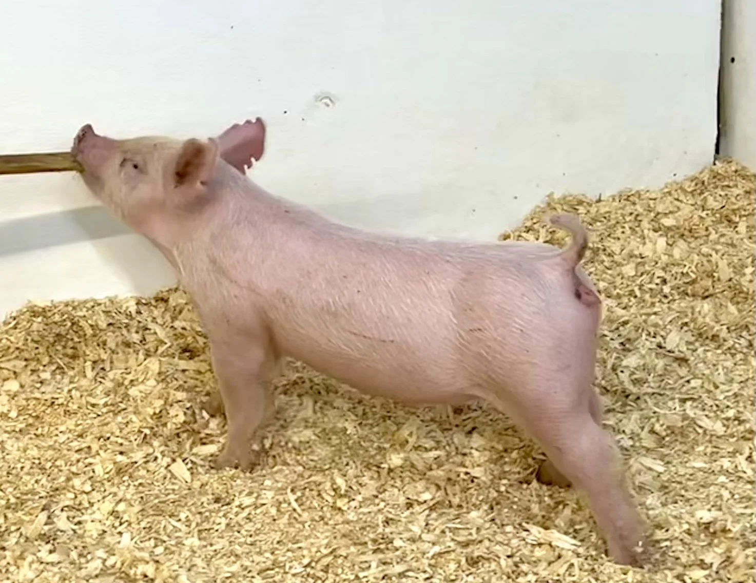 X20-10 Gilt | Born: 6/2/26, Pedigree: Outta Mind x Cowboy Poker x Never Before | $600