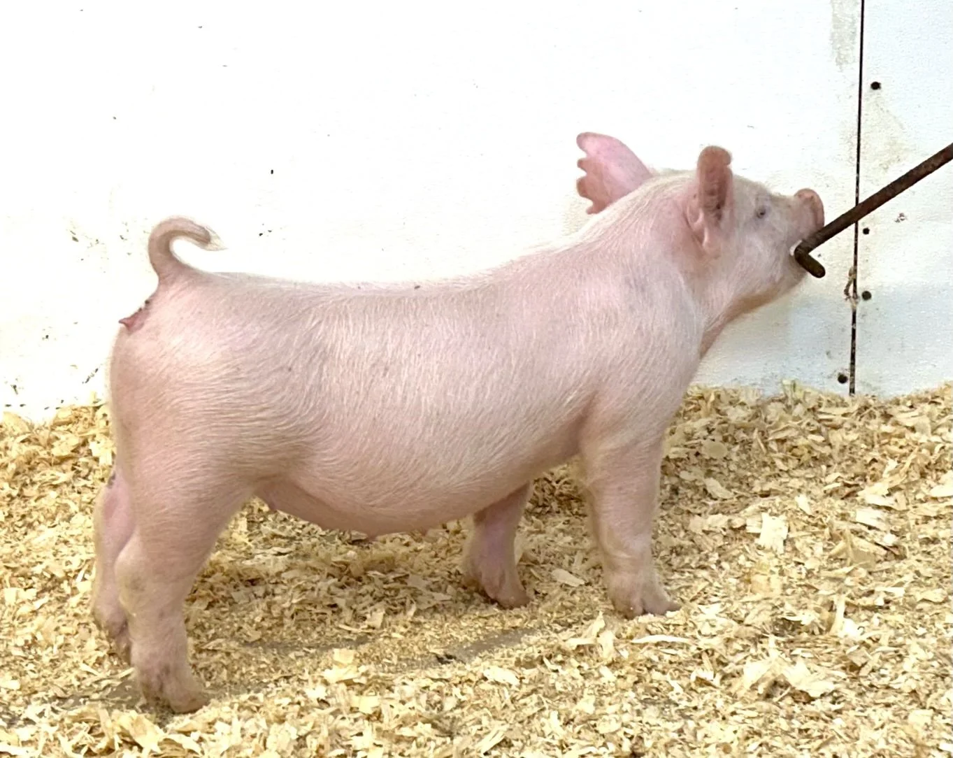 Y29-8 Gilt | Born 6/4/26, Pedigree: Jackhammer x Told You So x Golden Ticket | $600