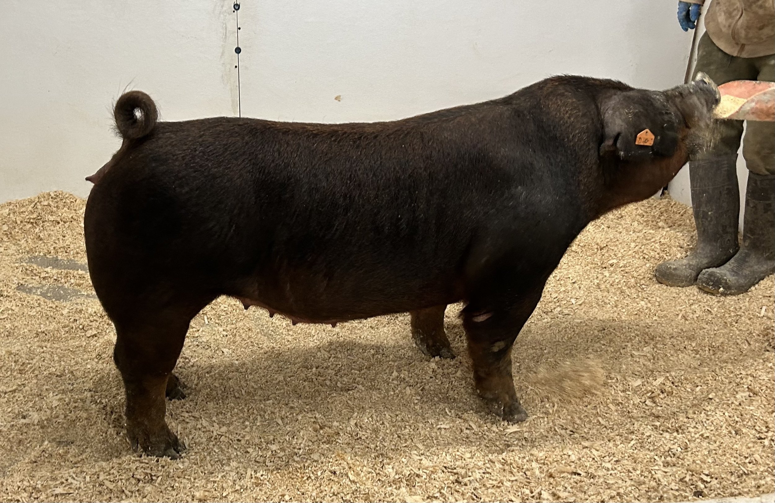D 40-2  Art of the Deal x Puno x Holy. Gilt. Due 1/3/26 to Reunited, champion Duroc boar from STC 2025 at Hi Point Genetics. | $2000