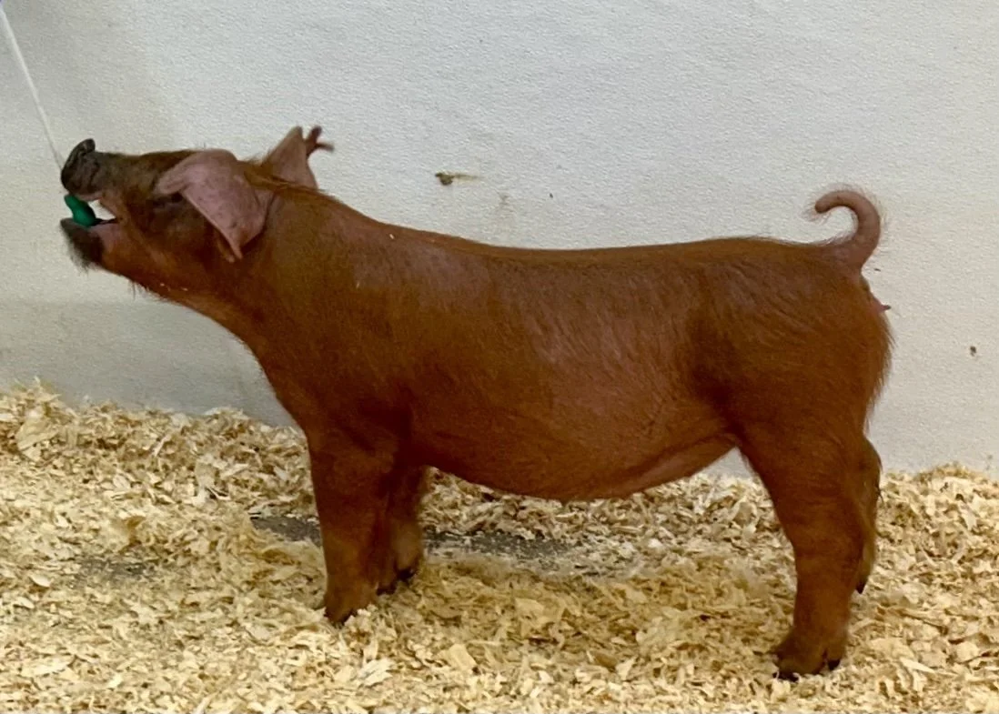 D19-4 Gilt | Born: 6/2/26, Pedigree: Switchblade x No More Tears x WTX 312 | $600
