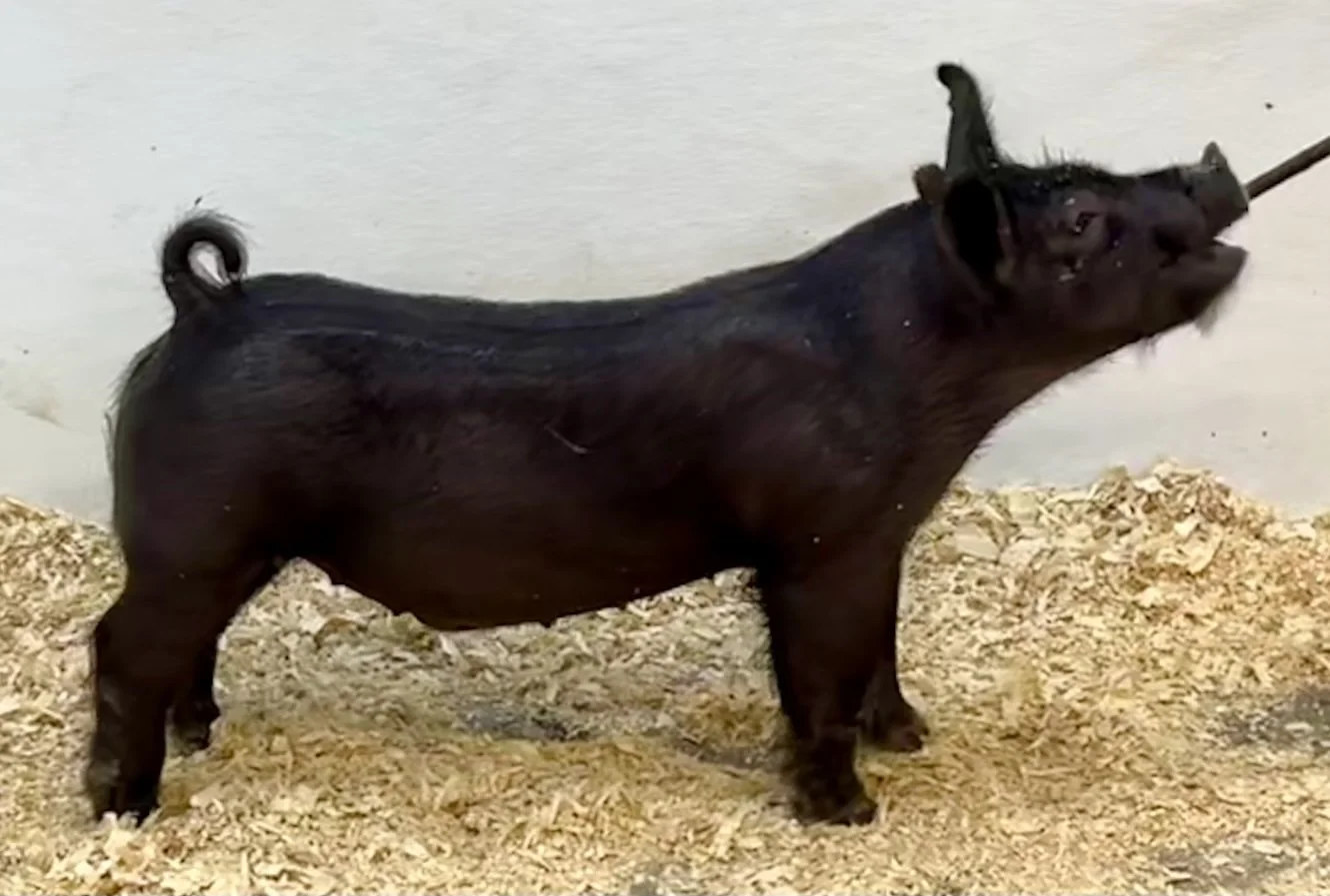 X12-3 Barrow | Born: 6/1/26, Pedigree: Outta Mind x Pay per View x Anonymous | $400