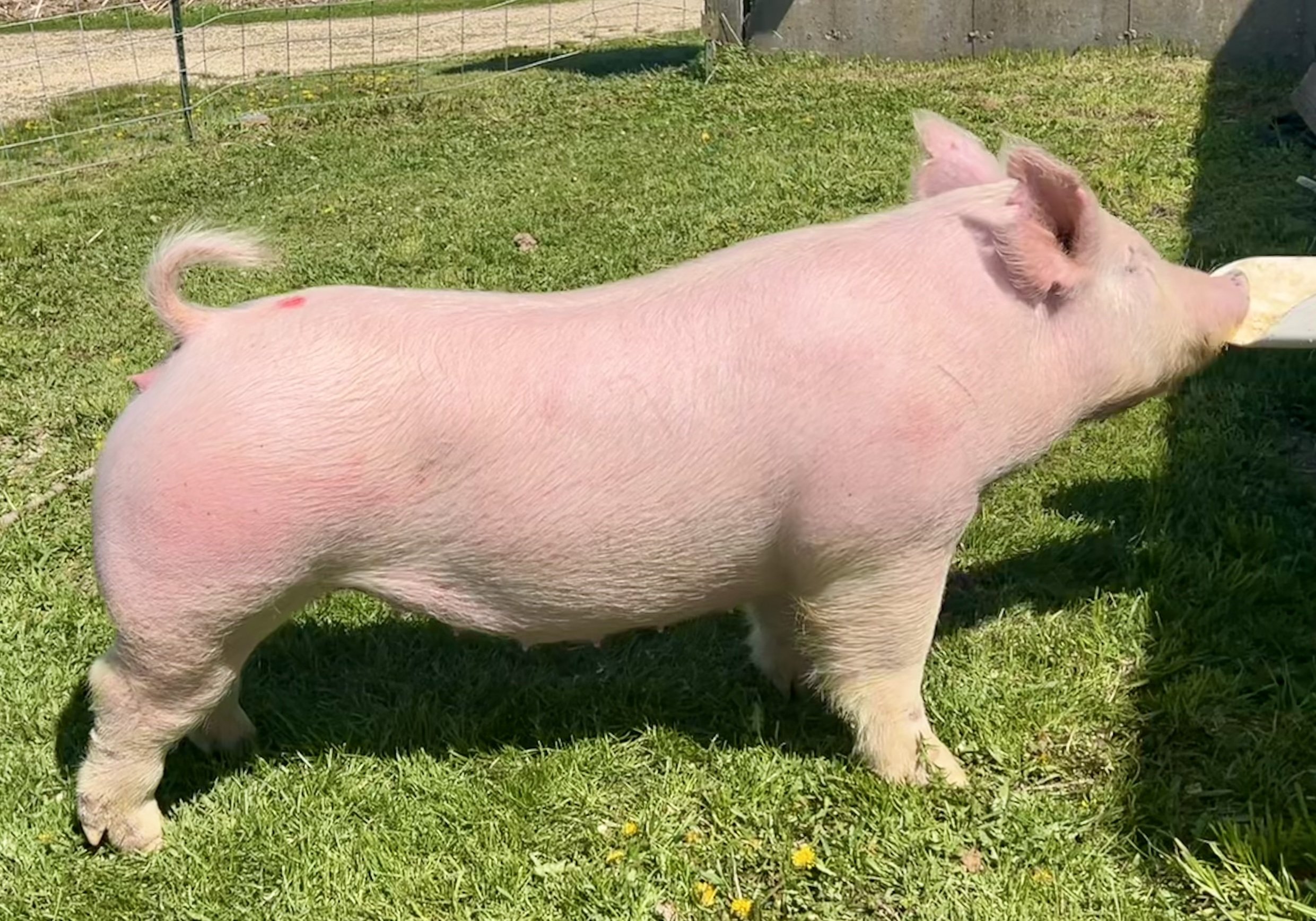 X 34-4, Due: 7/21/26, Bred to: Alibi 1-2, Pedigree: No-No x Rollo, Parity: 0 | $2,000	