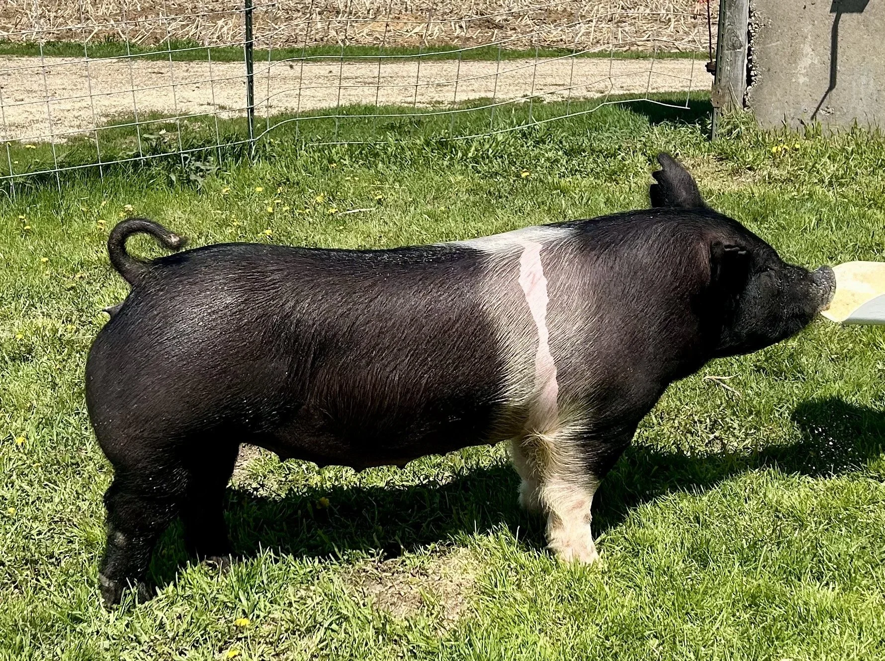 X 23-7, Due: 7/1/26, Bred to: Casanova, Pedigree: My Intention 24-6 x Pay per View, Parity: 0 | $2,000
