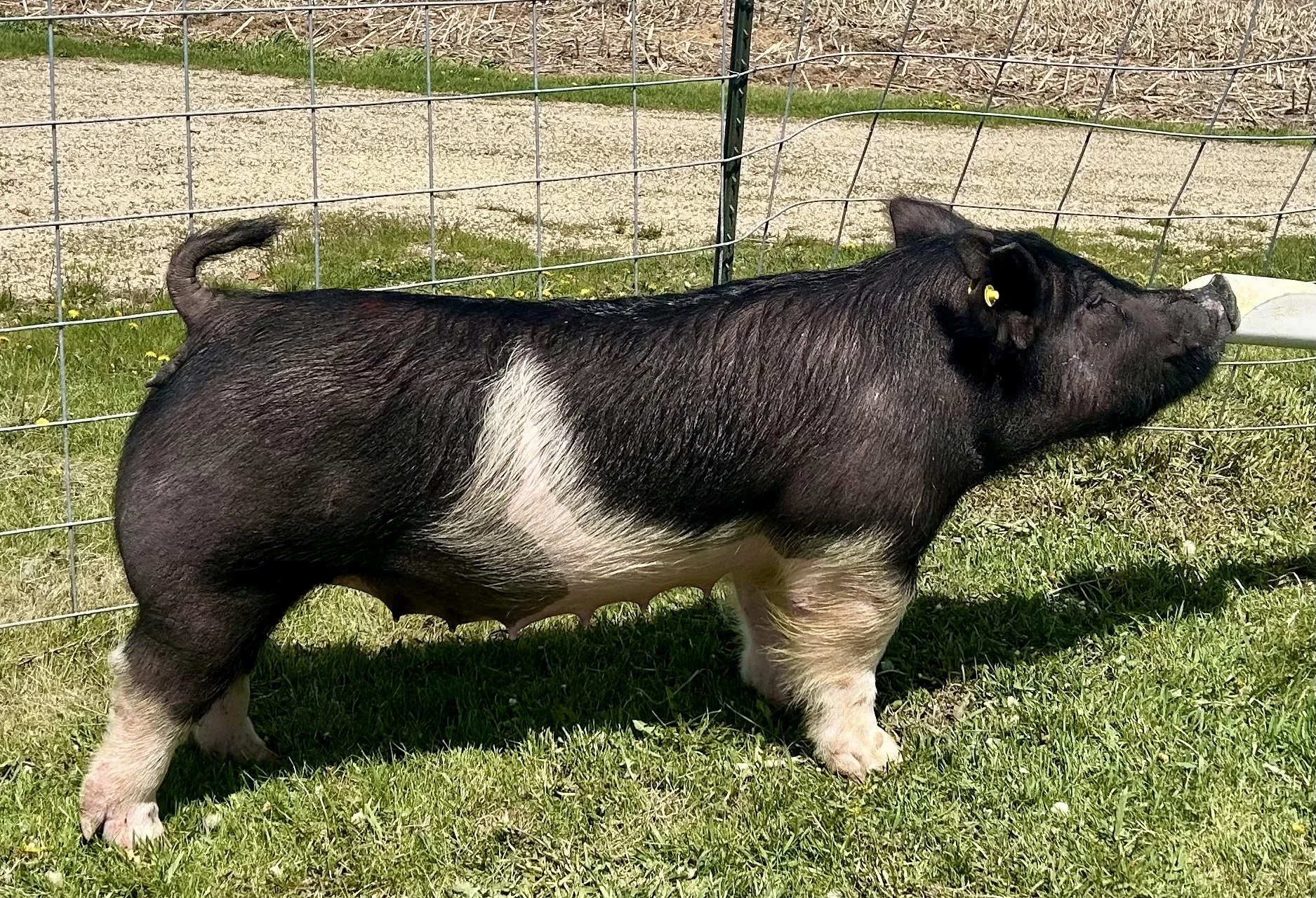 X 14-1B, Due: 7/20/26, Bred to: NLU 6-2, Pedigree: First Breath x Carbon Copy, Parity: 1	| $2,000