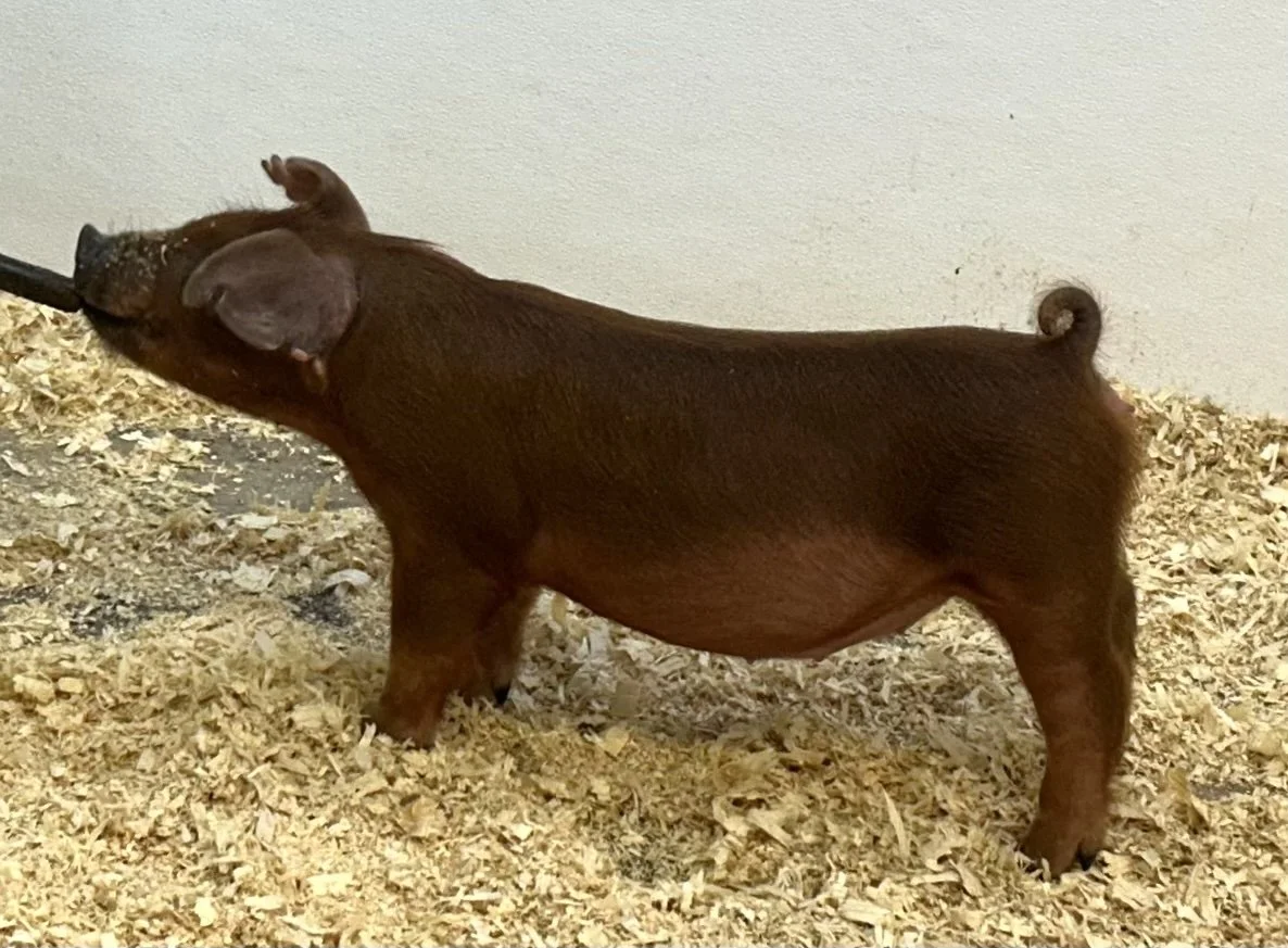 D24-5 Gilt | Born: 6/4/26, Pedigree: Shredder x Art of the Deal x Puno