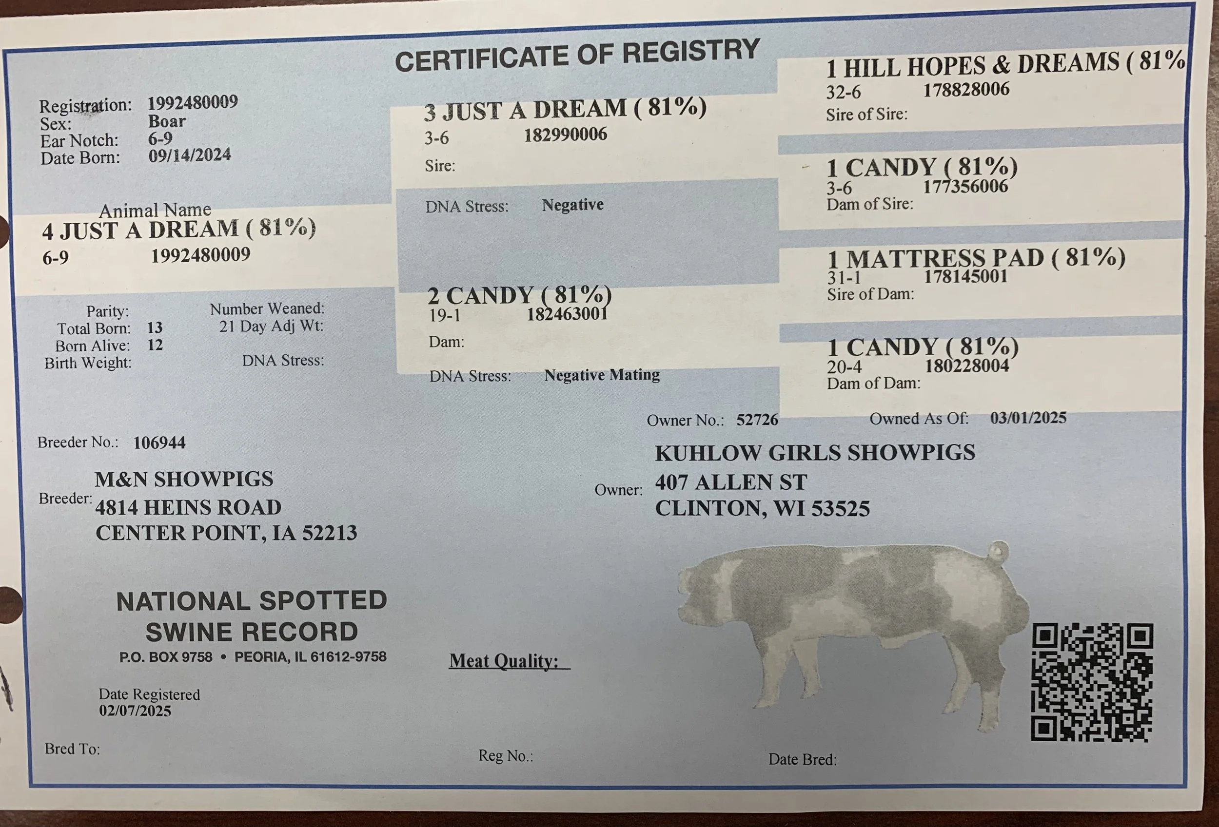 Just A Dream Pedigree