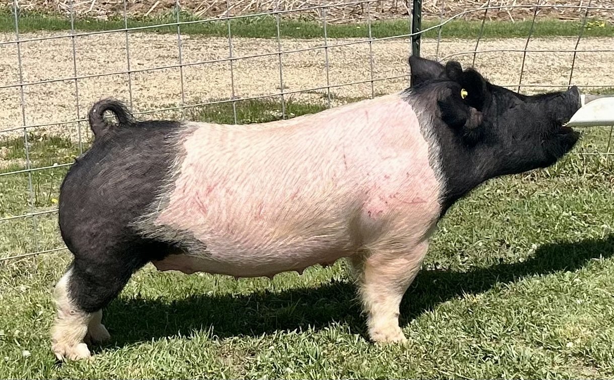 X 16-2, Due: 7/21/26, Bred to: Alibi 1-2, Pedigree: Rizzed Up x My Intention, Parity: 2 |$2,000	