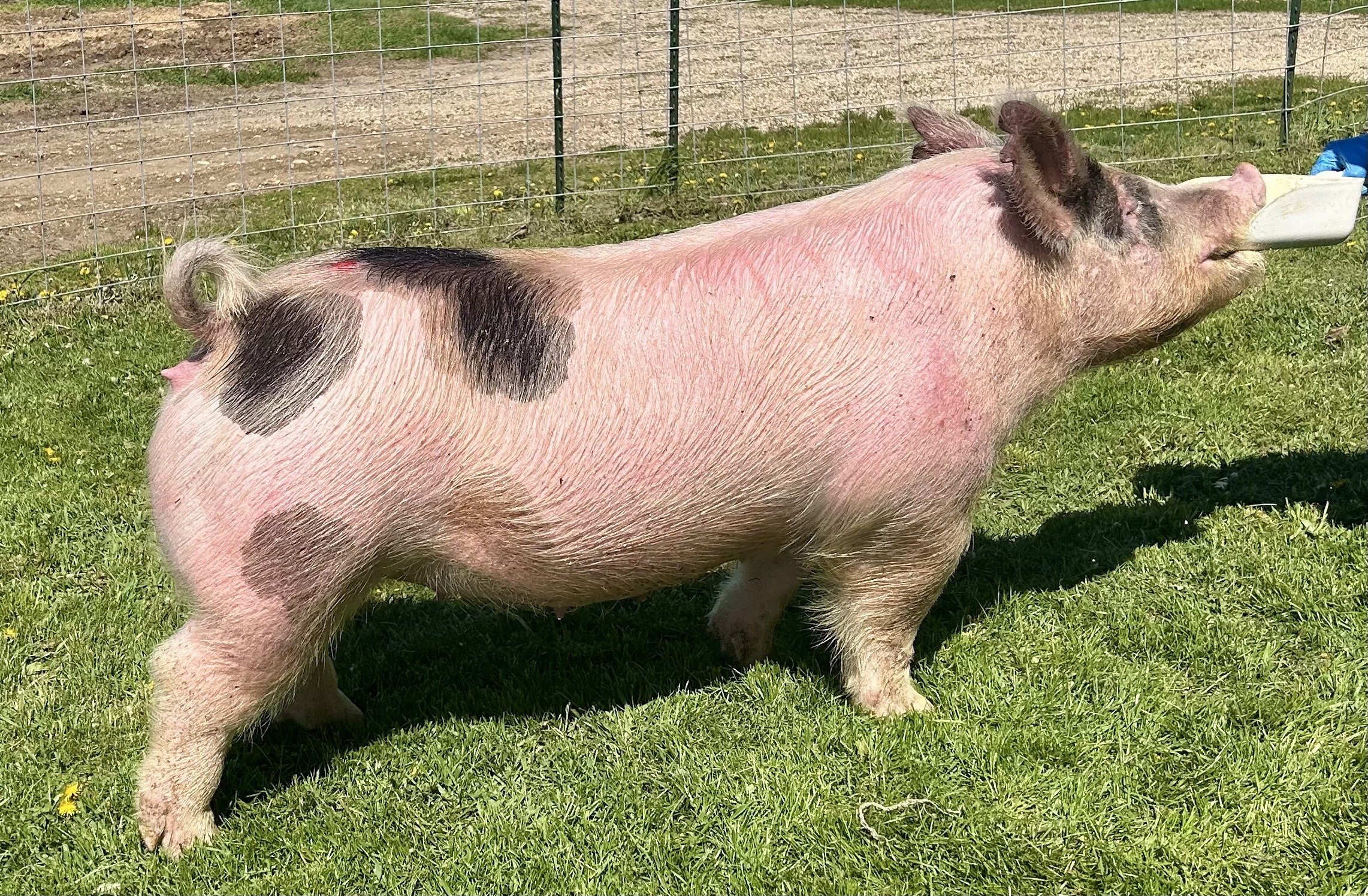 X 7-4, Due: 7/19/26, Bred to: NLU 6-2 (KGS), Pedigree: This is the Way x Cowboy Poker, Parity: 0 | $2,500	