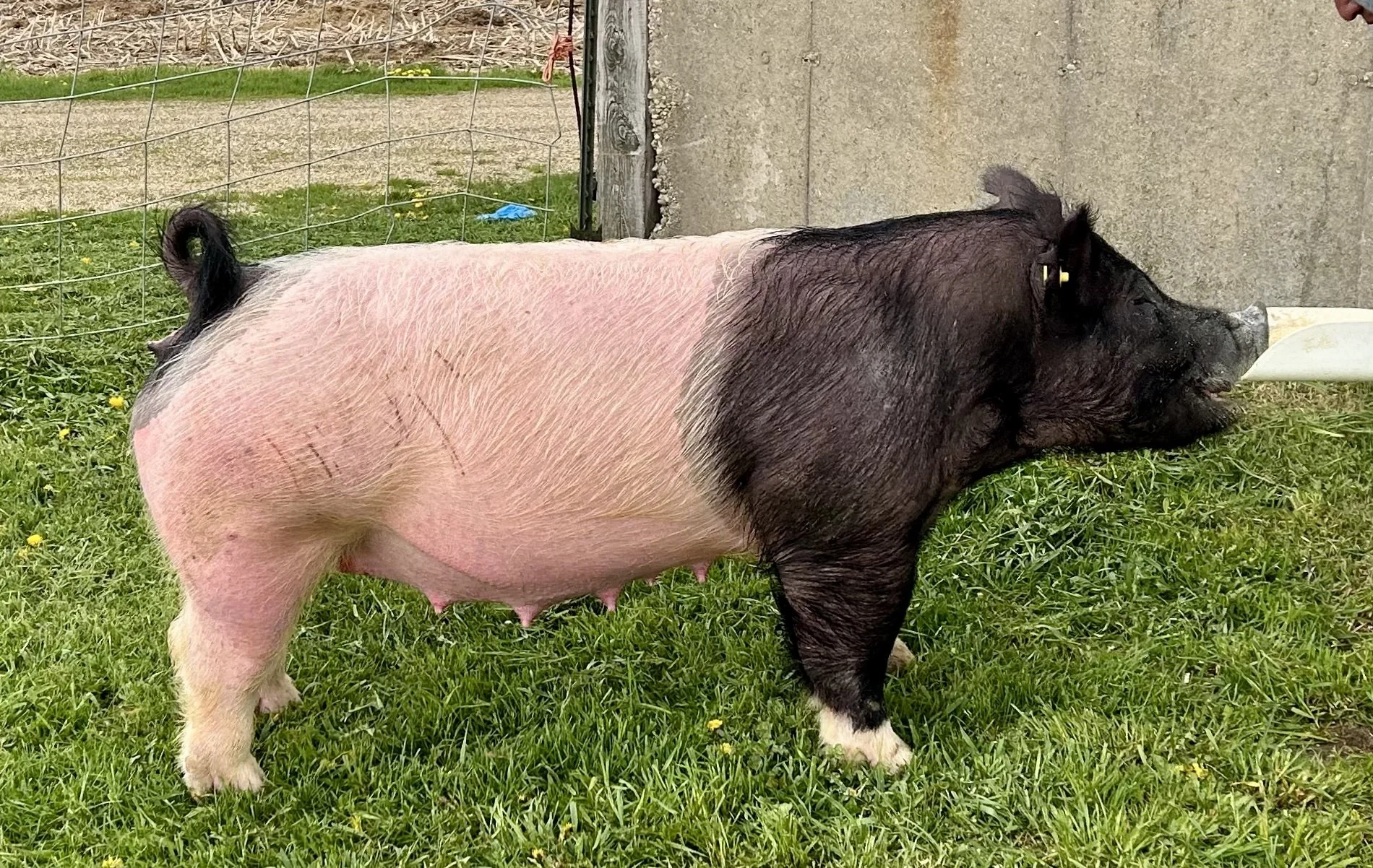 X 15-6, Due: 7/19/26, Bred to: NLU 6-2, Pedigree: Tricked Out x Anonymous, Parity: 1	| $2,000	