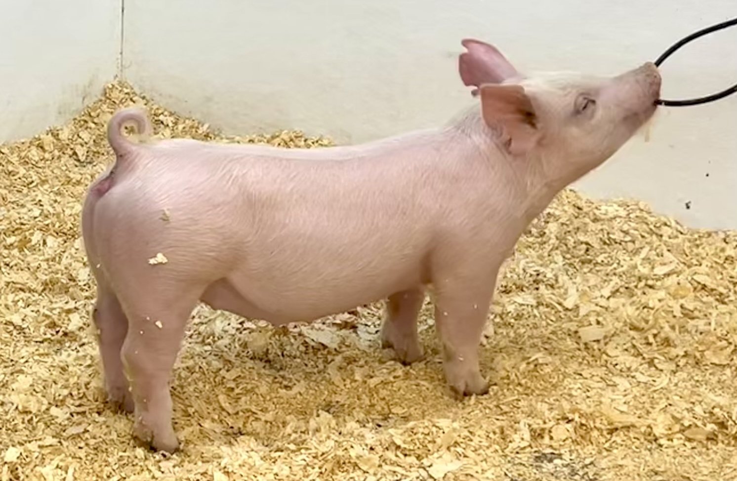 Y29-4 Gilt | Born 6/4/26, Pedigree: Jackhammer x Told You So x Golden Ticket | $600