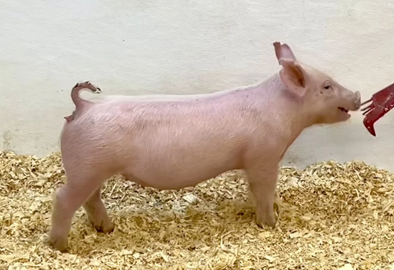 Y30-10 Gilt | Born: 6/4/26, Pedigree: Jackhammer x Hit Em Up x 7-2 | $600
