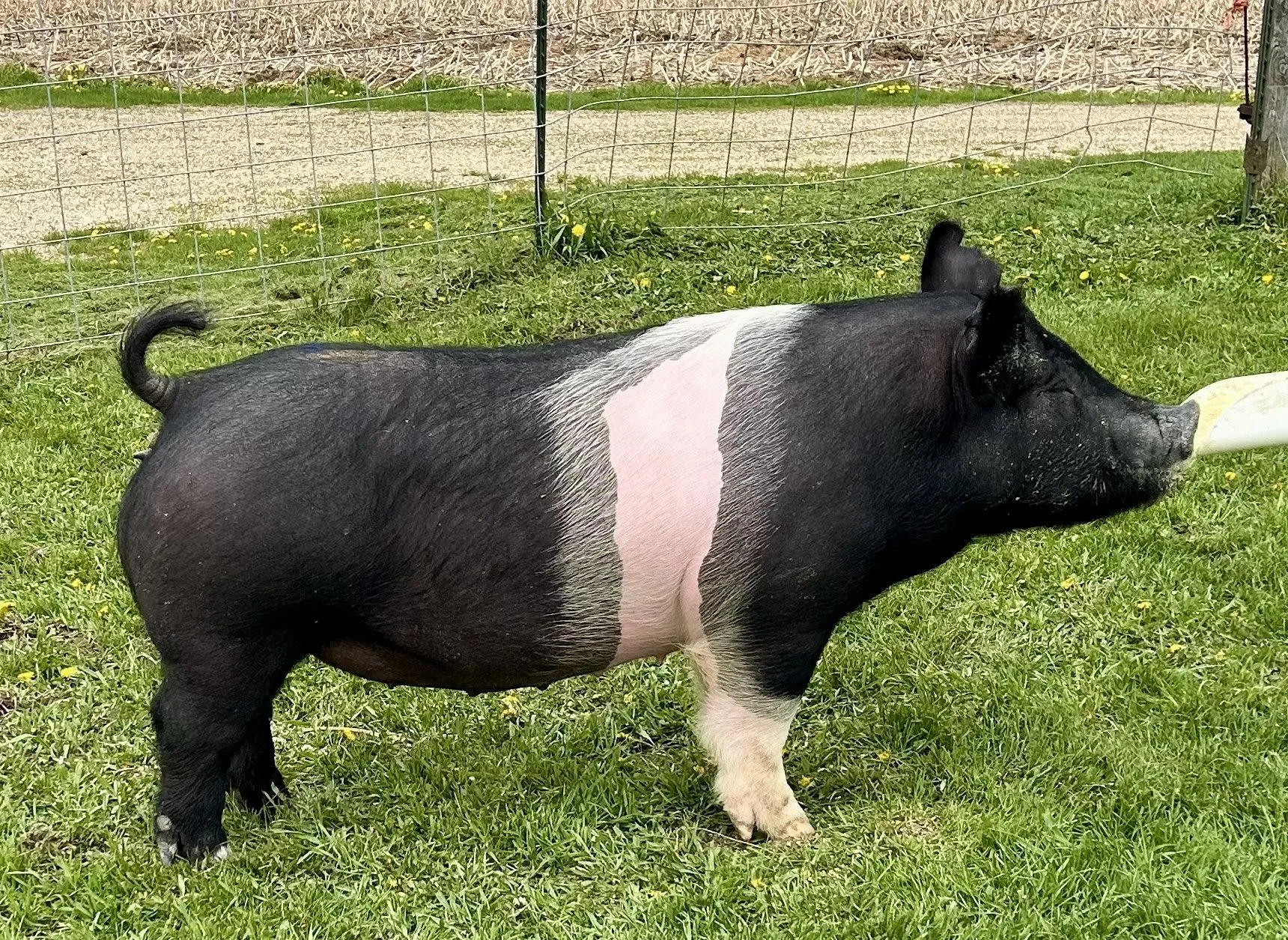 X 15-9, Due: 7/21/26, Bred to: Alibi 1-2, Pedigree: Primal x Anonymous, Parity: 0 | $2,000	