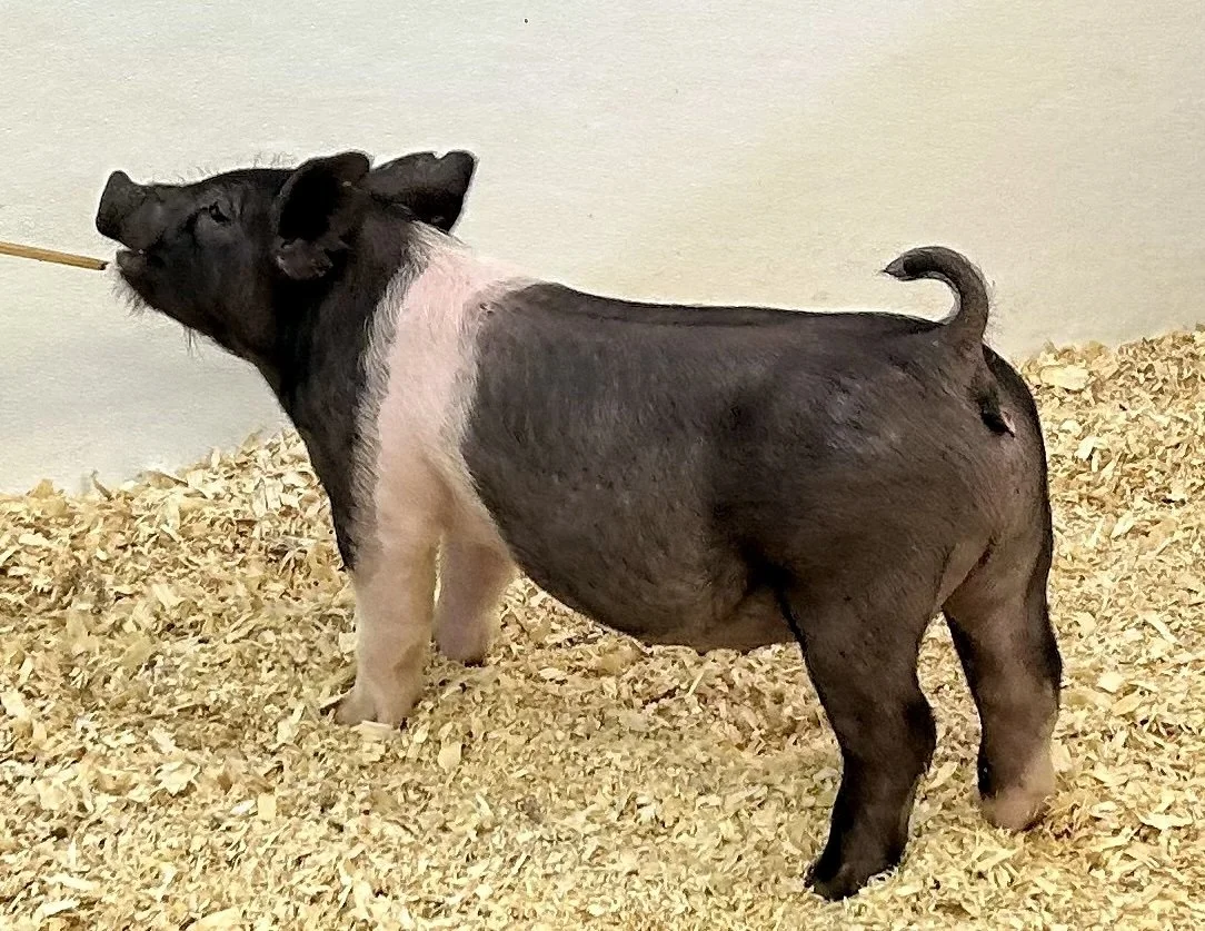 X11-5 Gilt | Born: 6/1/26, Pedigree: Stranglehold x Pay per View x Anonymous | $600
