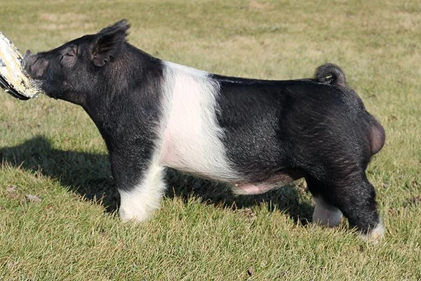 Money in Hand - Top Cut Genetics