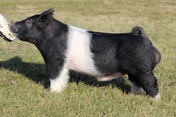 Money in Hand - Top Cut Genetics