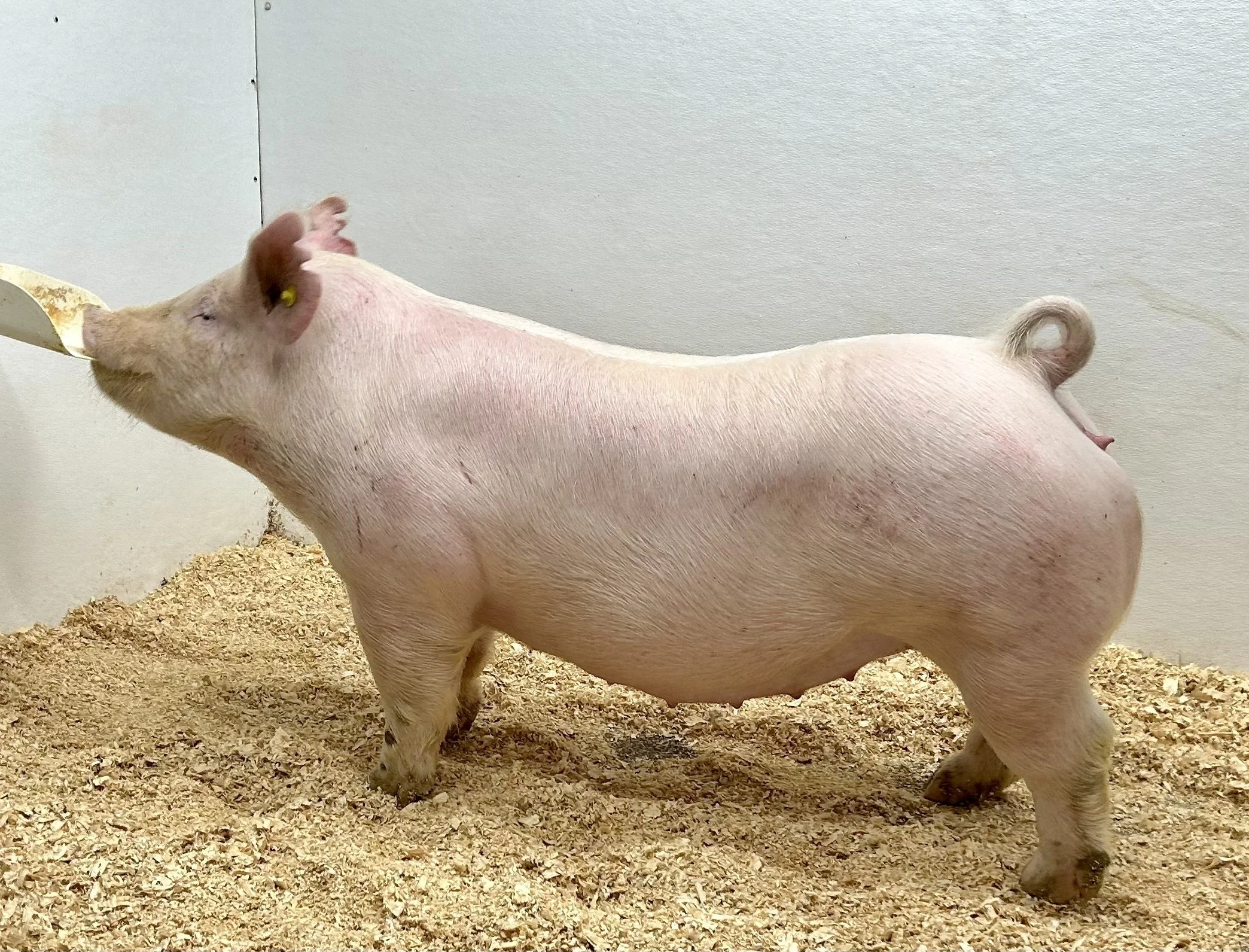 X 33-6 Gilt | My Intentions x Walks Alone | Due 1/2/26 to Poke the Bear at Showtime Sires.