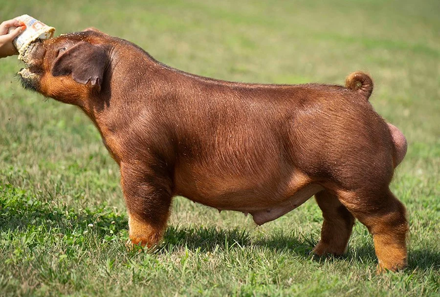 Switchblade - Crossroads Genetics