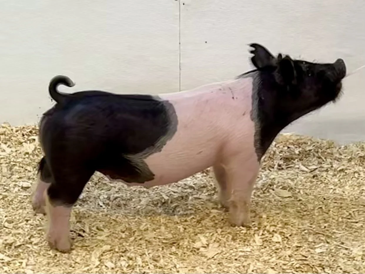X22-7 Gilt | Born: 6/4/26, Pedigree: Money In Hand x Tricked Out x Never Before | $600