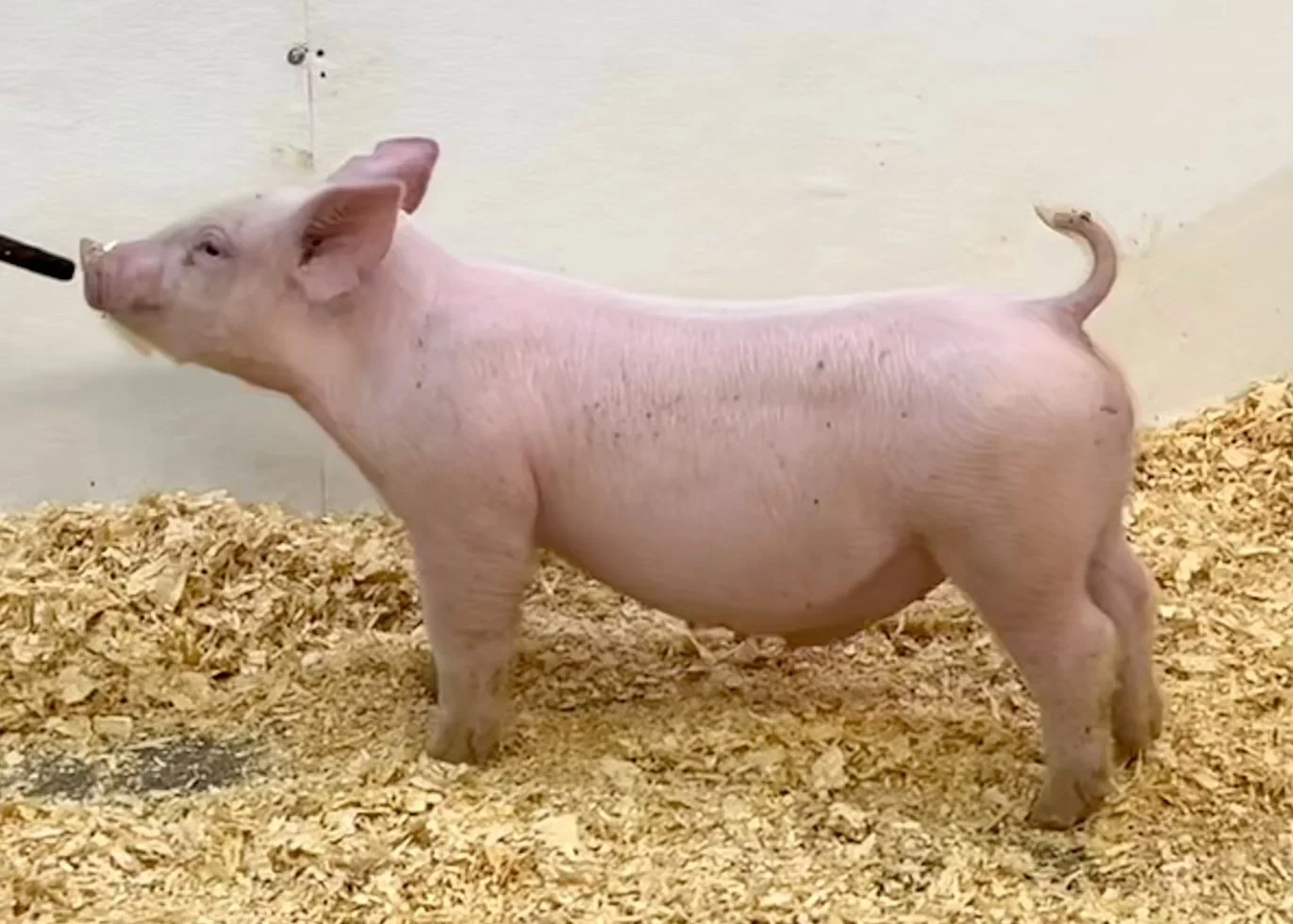 Y29-1 Barrow | Born: 6/4/26, Pedigree: Jackhammer x Told You So x Golden Ticket | $400
