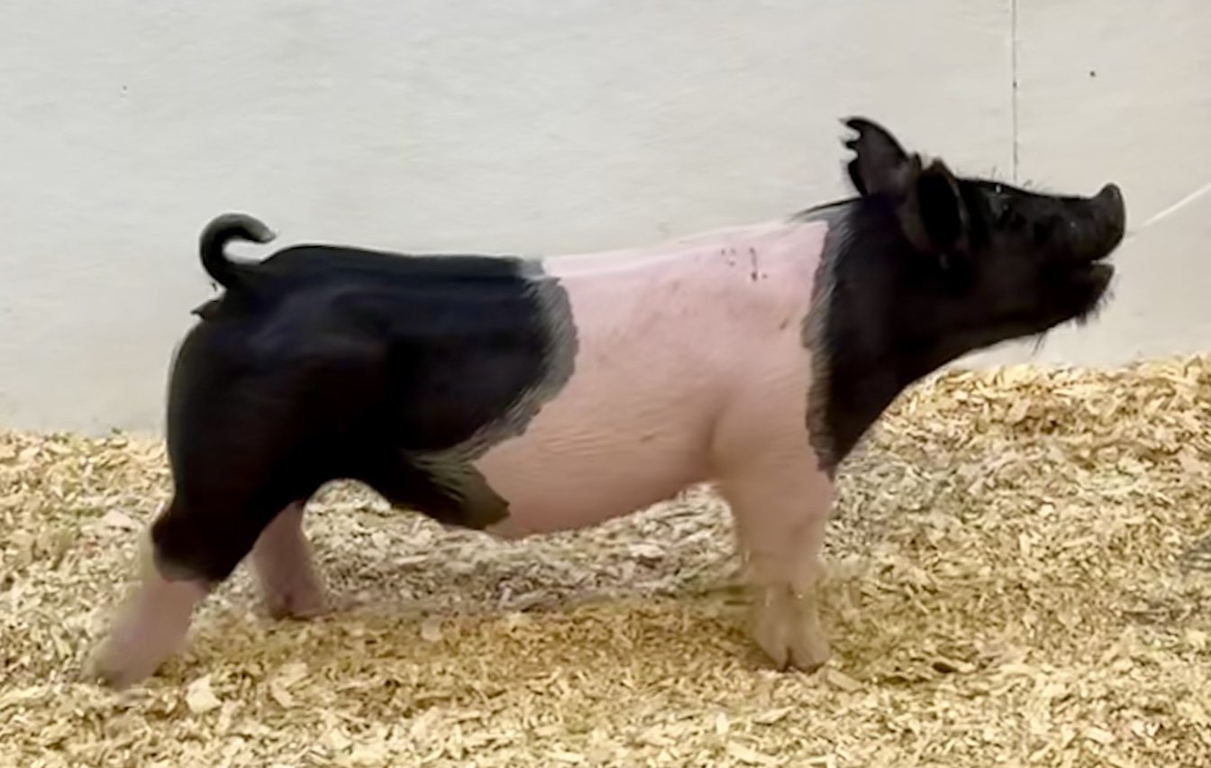 X22-7 Gilt | Born: 6/4/26, Pedigree: Money In Hand x Tricked Out x Never Before | $600