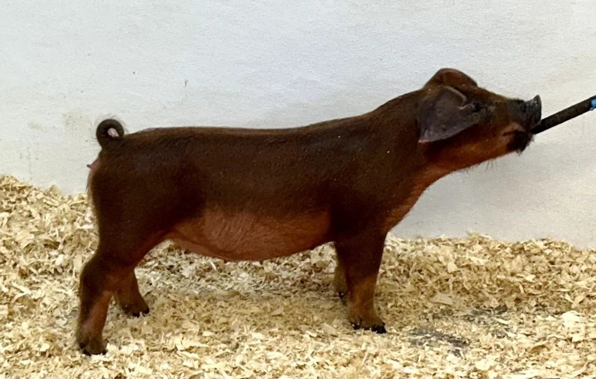D19-5 Gilt | Born: 6/2/26, Pedigree: Switchblade x No More Tears x WTX 312 | $600