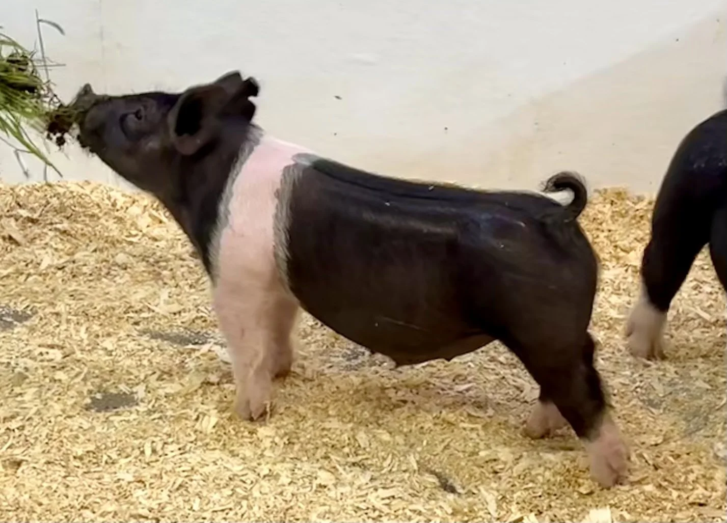 X13-3 Barrow | Born: 6/1/26, Pedigree: Pile Driver x Tricked Out x Cowboy Poker | $400
