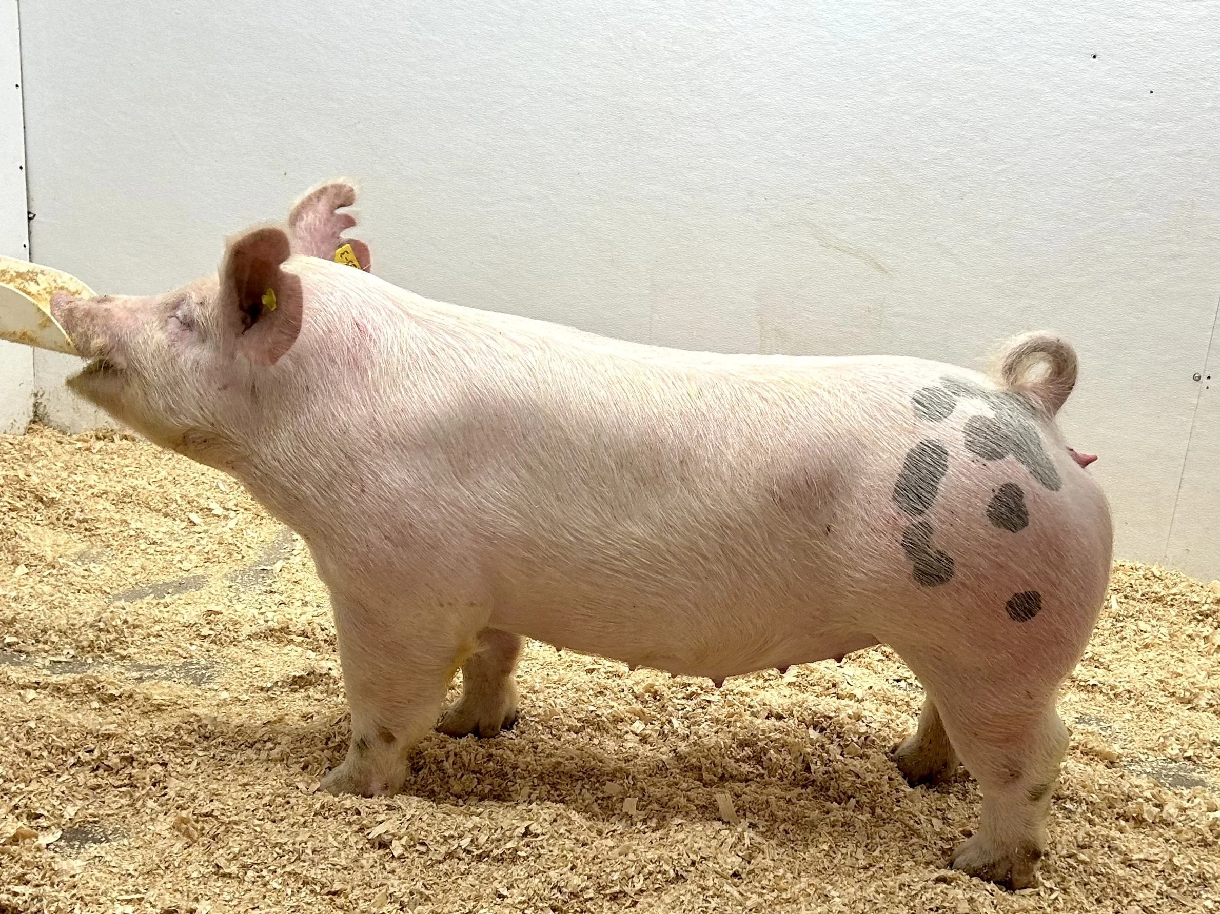 ***SOLD*** X 33-3 Gilt | My Intention x Walks Alone | Due 1/3/26 to CN 106 at Top Cut. | $2000