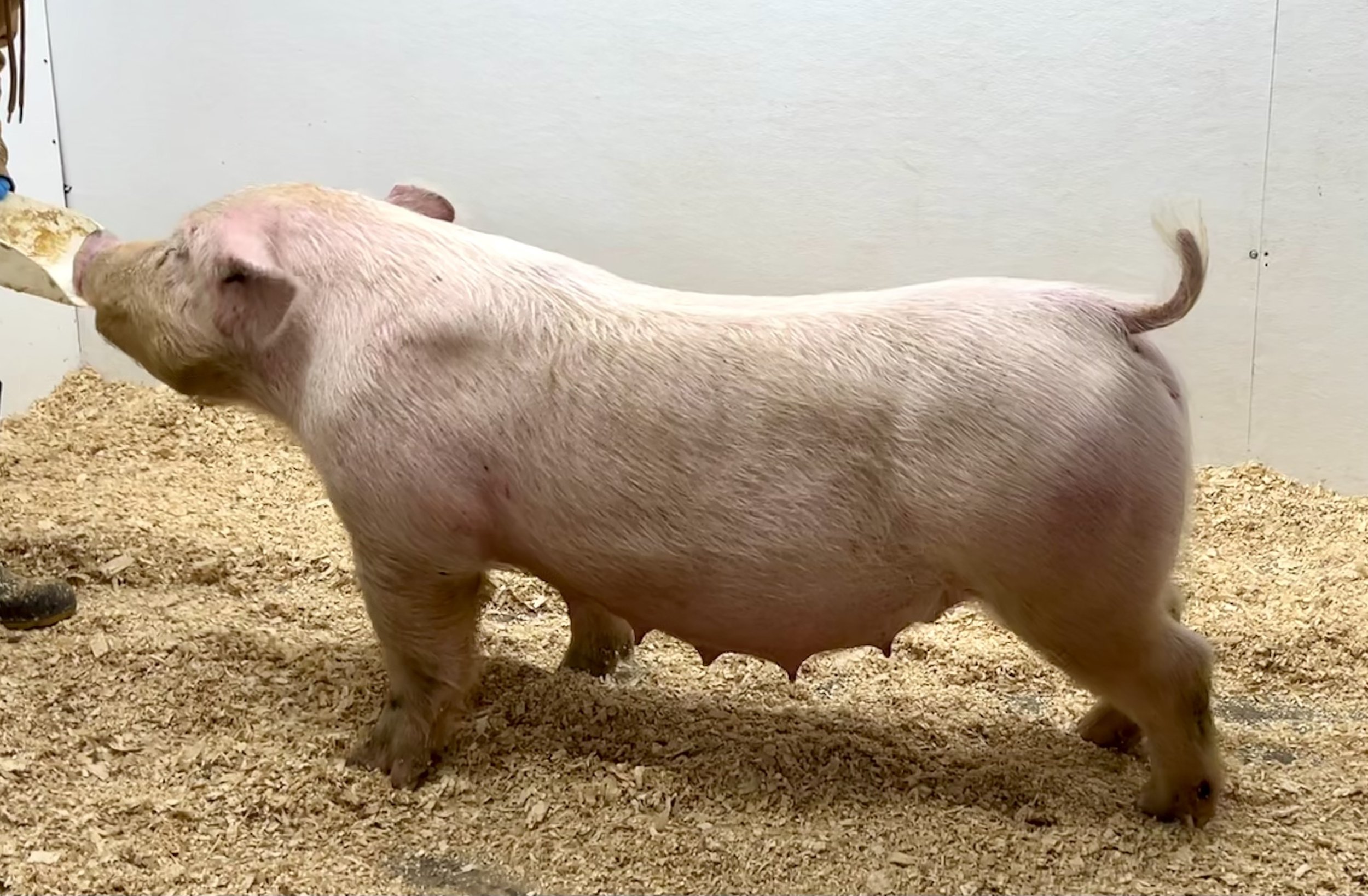 ***SOLD*** X 31-2 – Unleashed x Never Before x Undisputed. 4th parity sow. Due 12/28/25 to Reason to Believe at Showtime Sires. | $2000