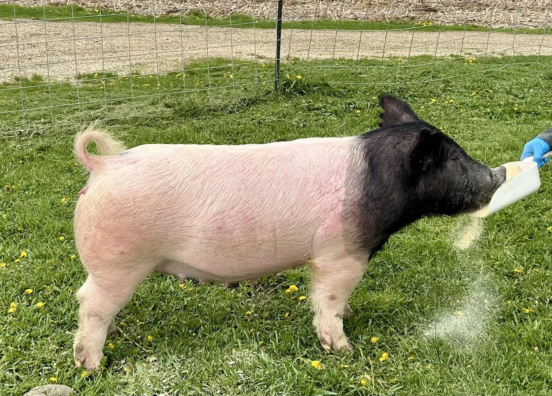 X 11-8, Due: 7/19/26, Bred to: Alibi 1-2, Pedigree: Not Like Us x Mr. Completely, Parity: 0 | $2,000	