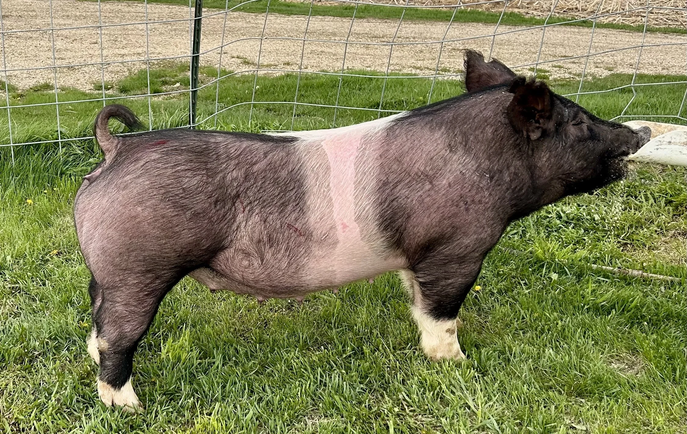 X 23-10, Due: 7/1/26, Bred to: It's Time, Pedigree: My Intention 24-6 x Pay per View, Parity: 0 | $2,000
